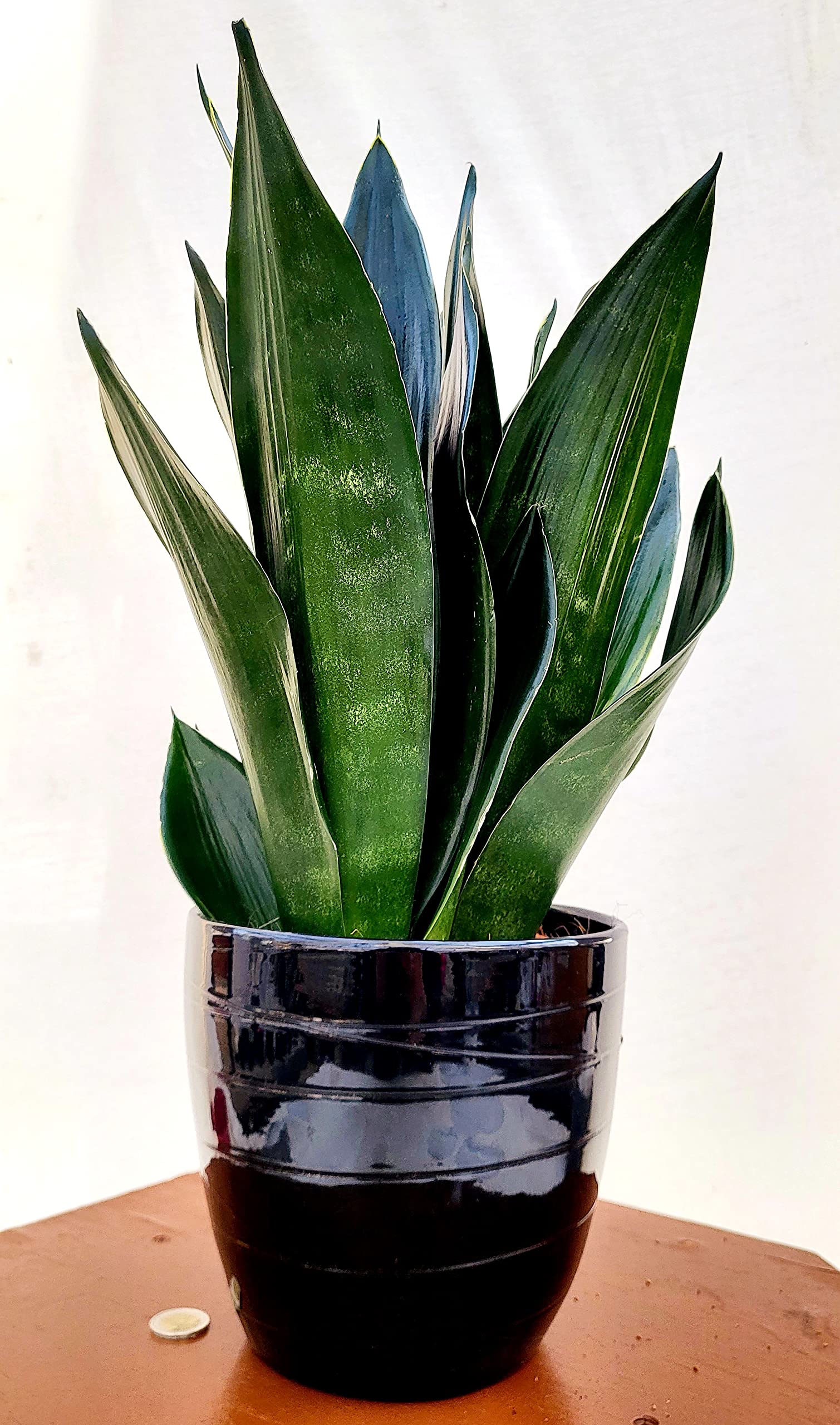 POWERS TO FLOWERS - SANSEVERIA LAURENTII BLACK DIAMOND XXL IN VASO CERAMICA NERO A RIGHE, VASO 20CM DIAMETRO, ALTEZZA 50CM, pianta vera