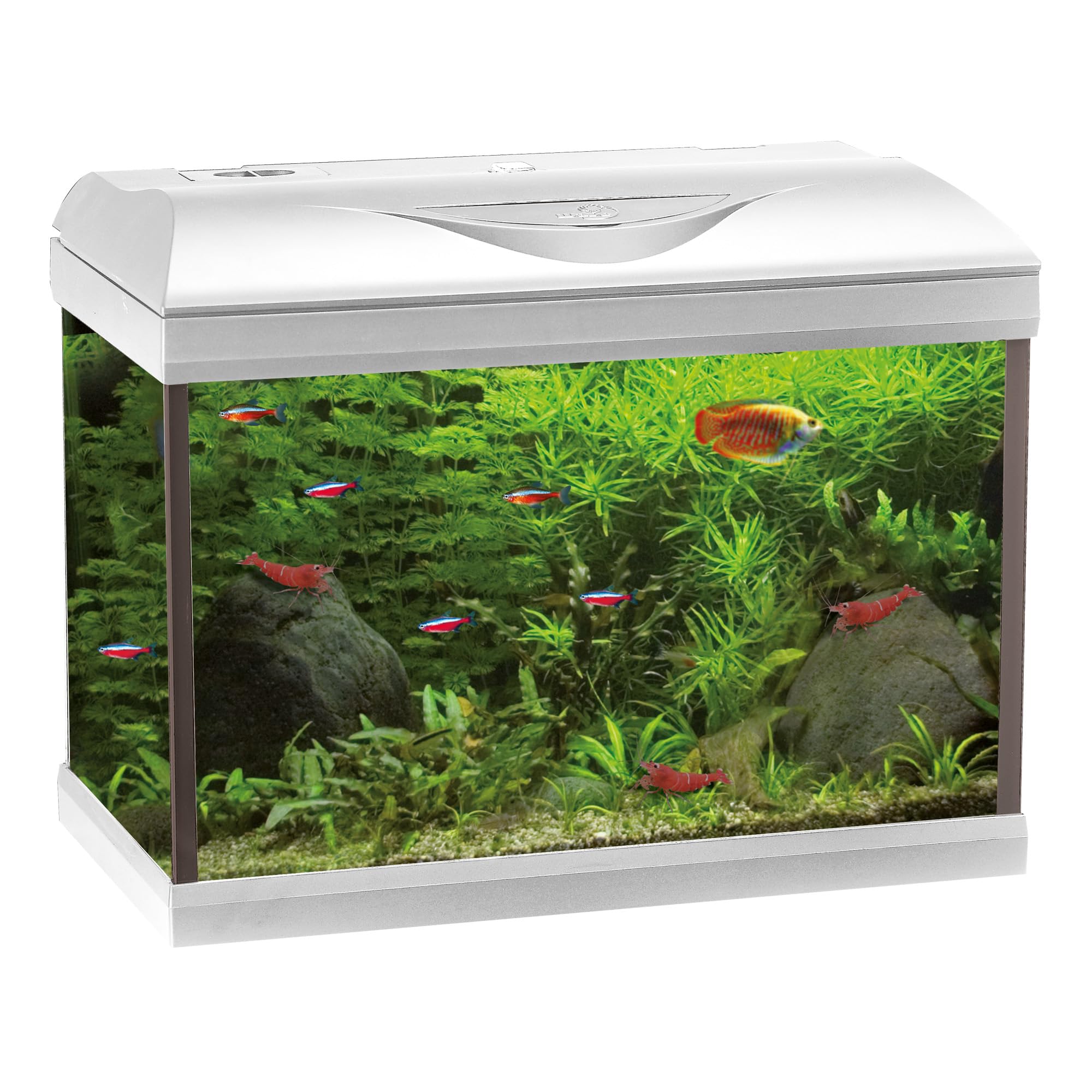 Amtra Basic 40 LED - Acquario completo di 65 litri, illuminazione LED 8500 5W, incluso filtro Filtering Box 50, 42x23x33 cm, bianco