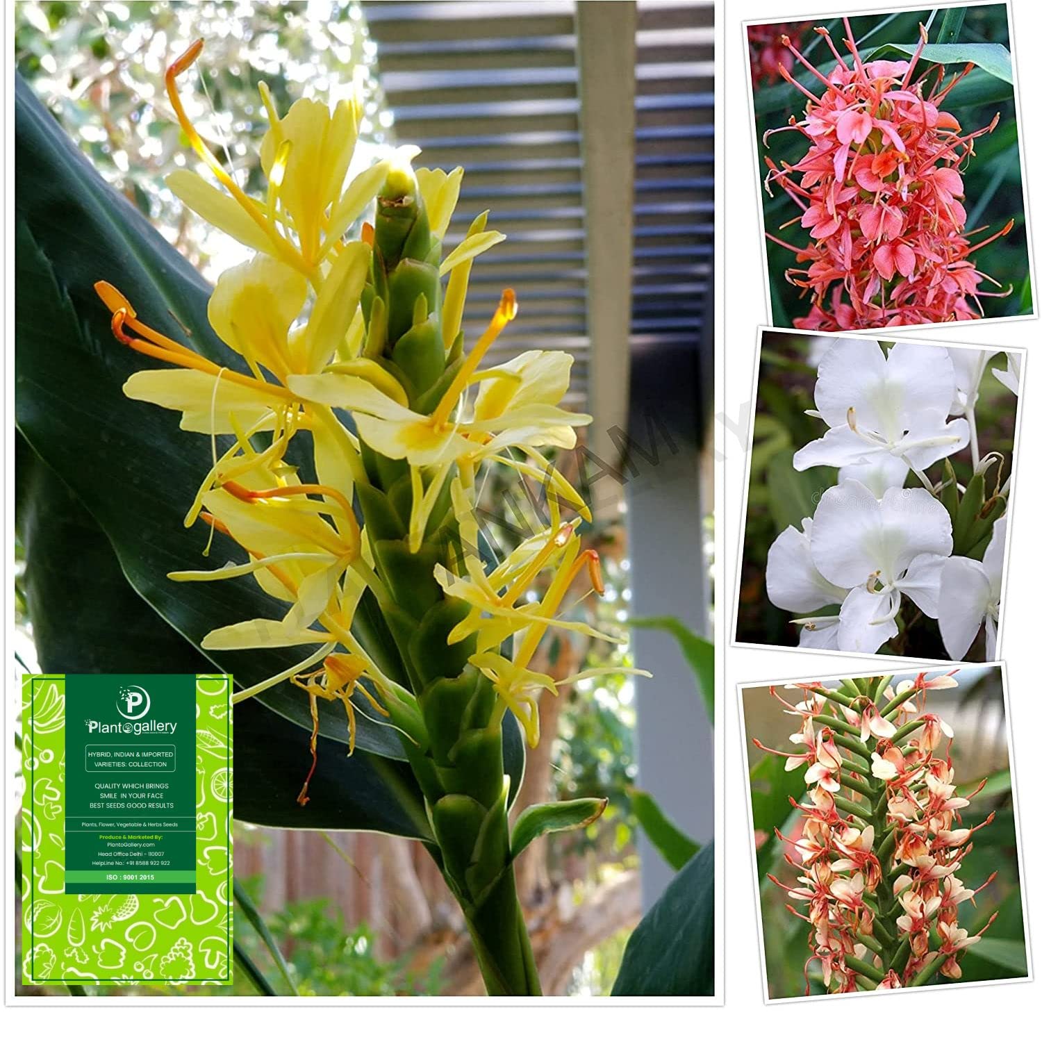 Plantogallery® Hedychium Bulbs Ginger Lily Mixed Color Pack of 3 Bulbs-image-4