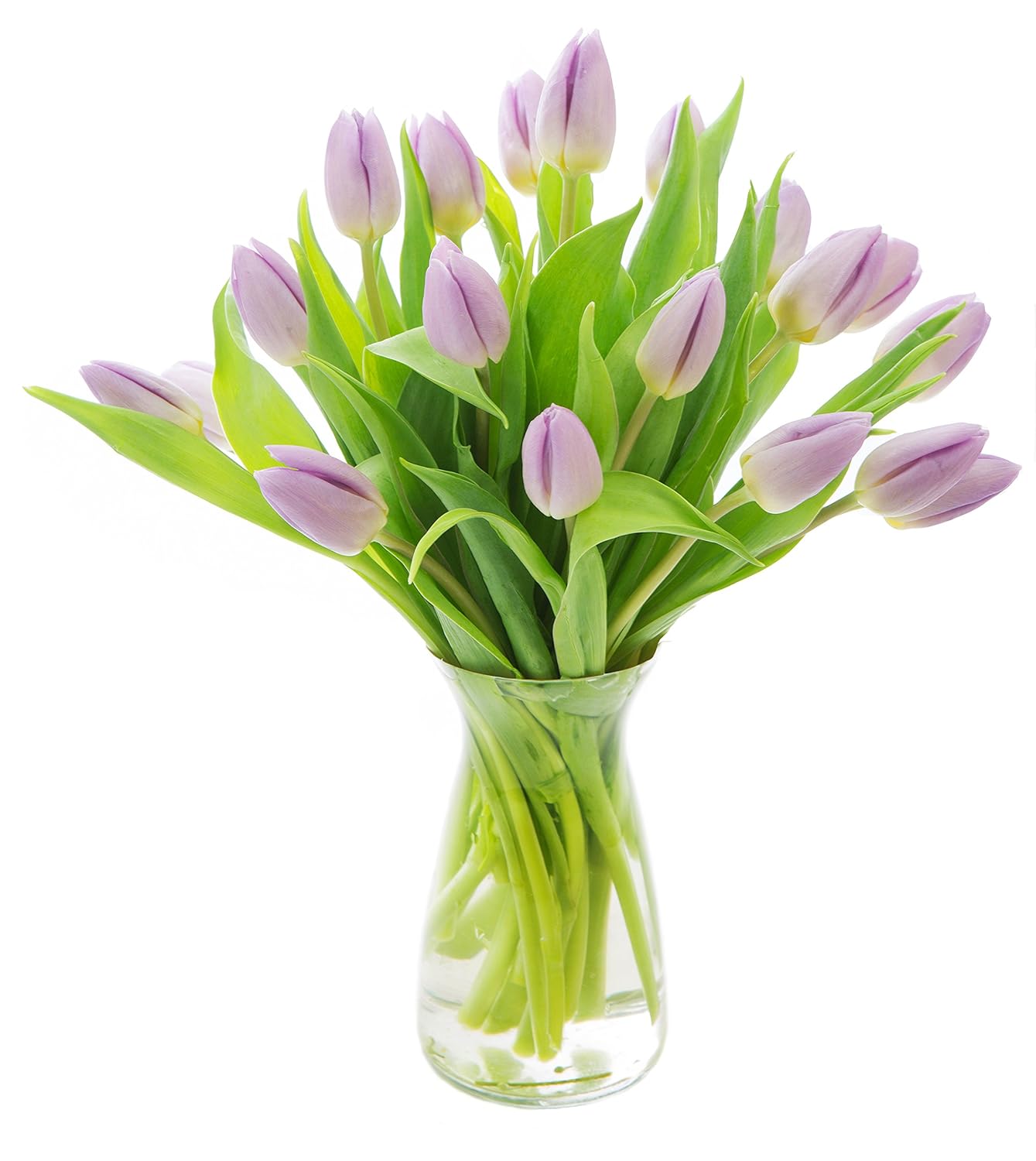 Bouquet of 20 Purple Tulips Farm-Fresh From Holland with Vase