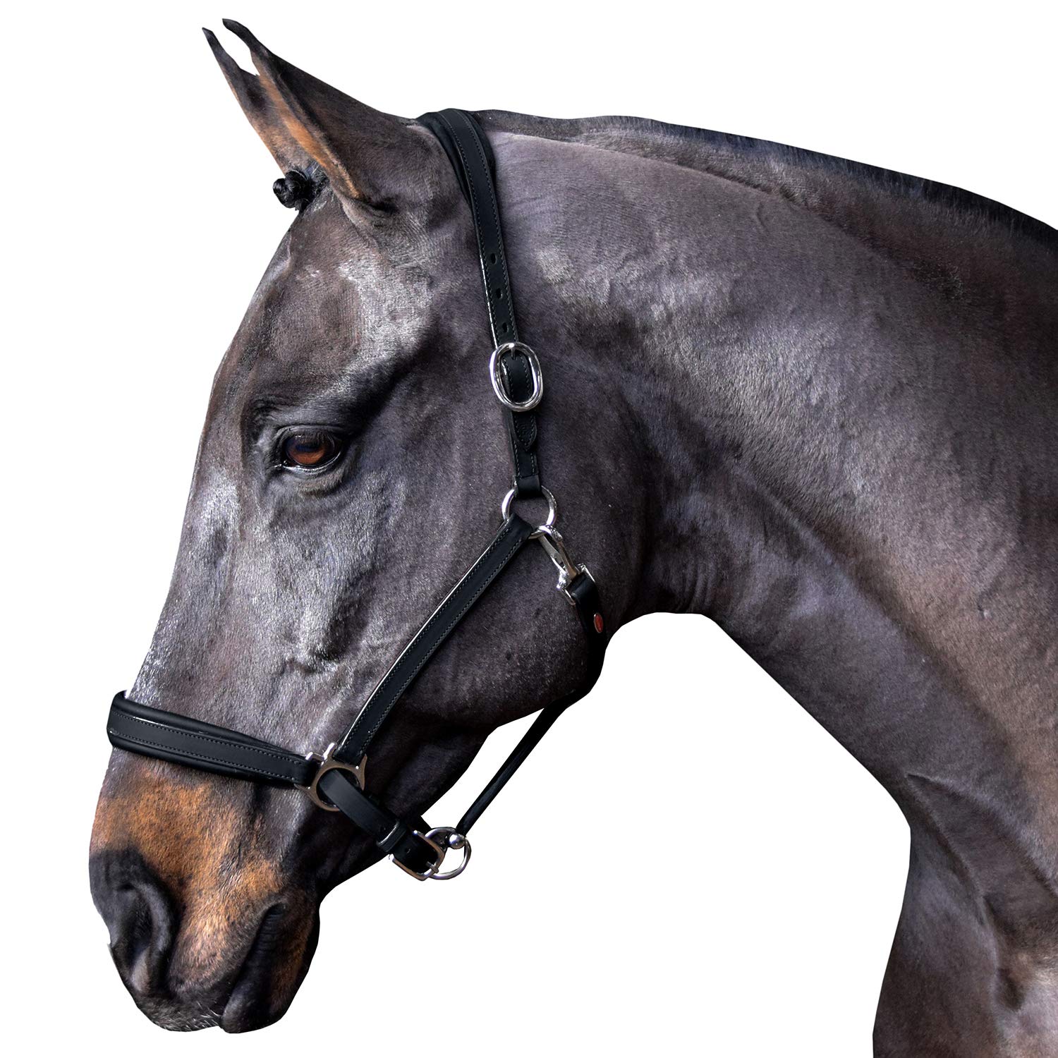 Bandeau Rembourré John Whitaker – Taille Poney/Cob – Noir – Occasion