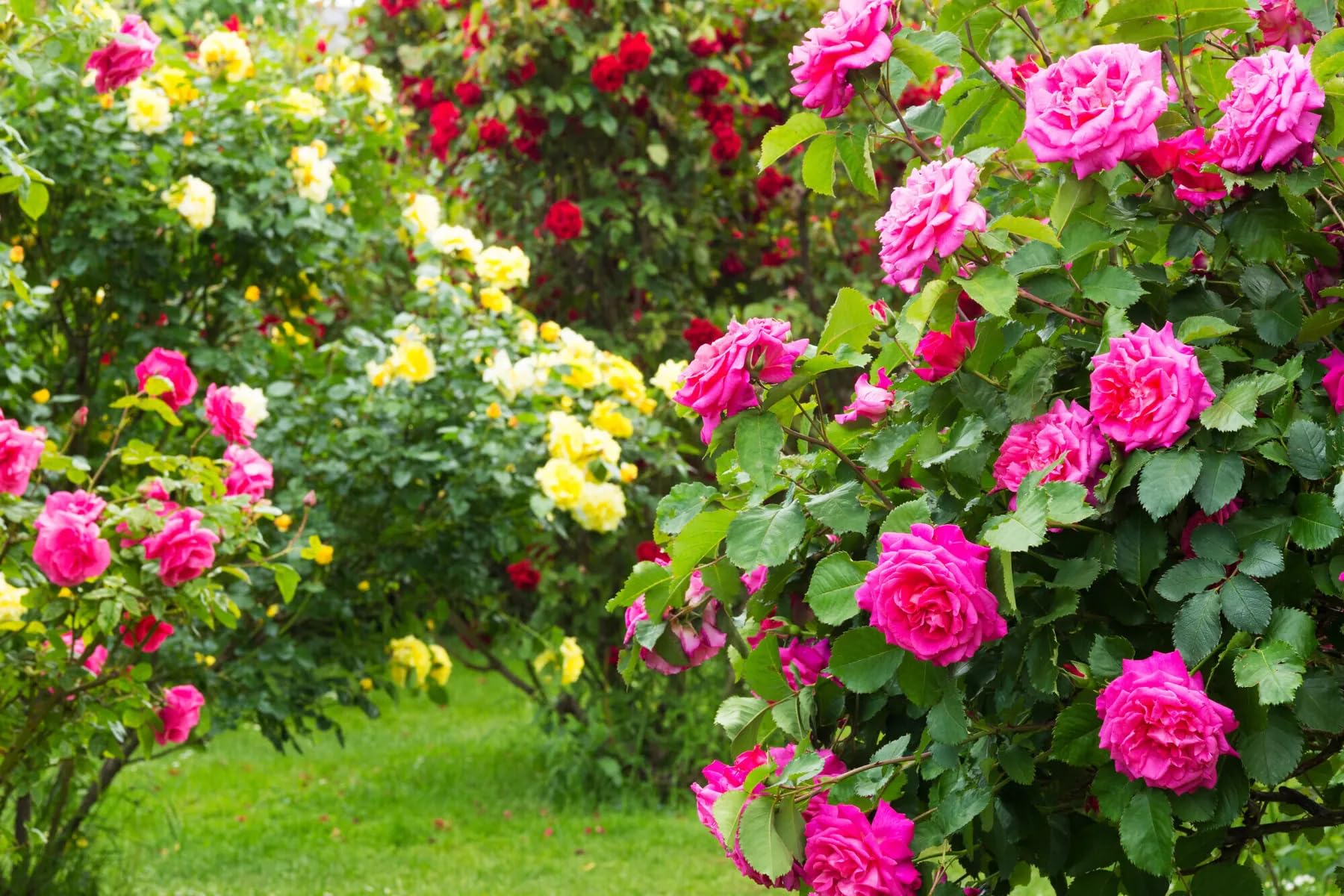 BSI - Engrais - Rosiers - Bio - Organo-Minéral - Pour Toutes Les Sortes De Rosiers - Floraison Éclatante - Action Longue Durée - 1Kg + 250g Gratuit - Jusqu'à 12,5 m² - UAB, Aucune