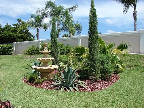 20 semillas de árbol de ciprés mediterráneo/pino lápiz/semillas de cedro indio