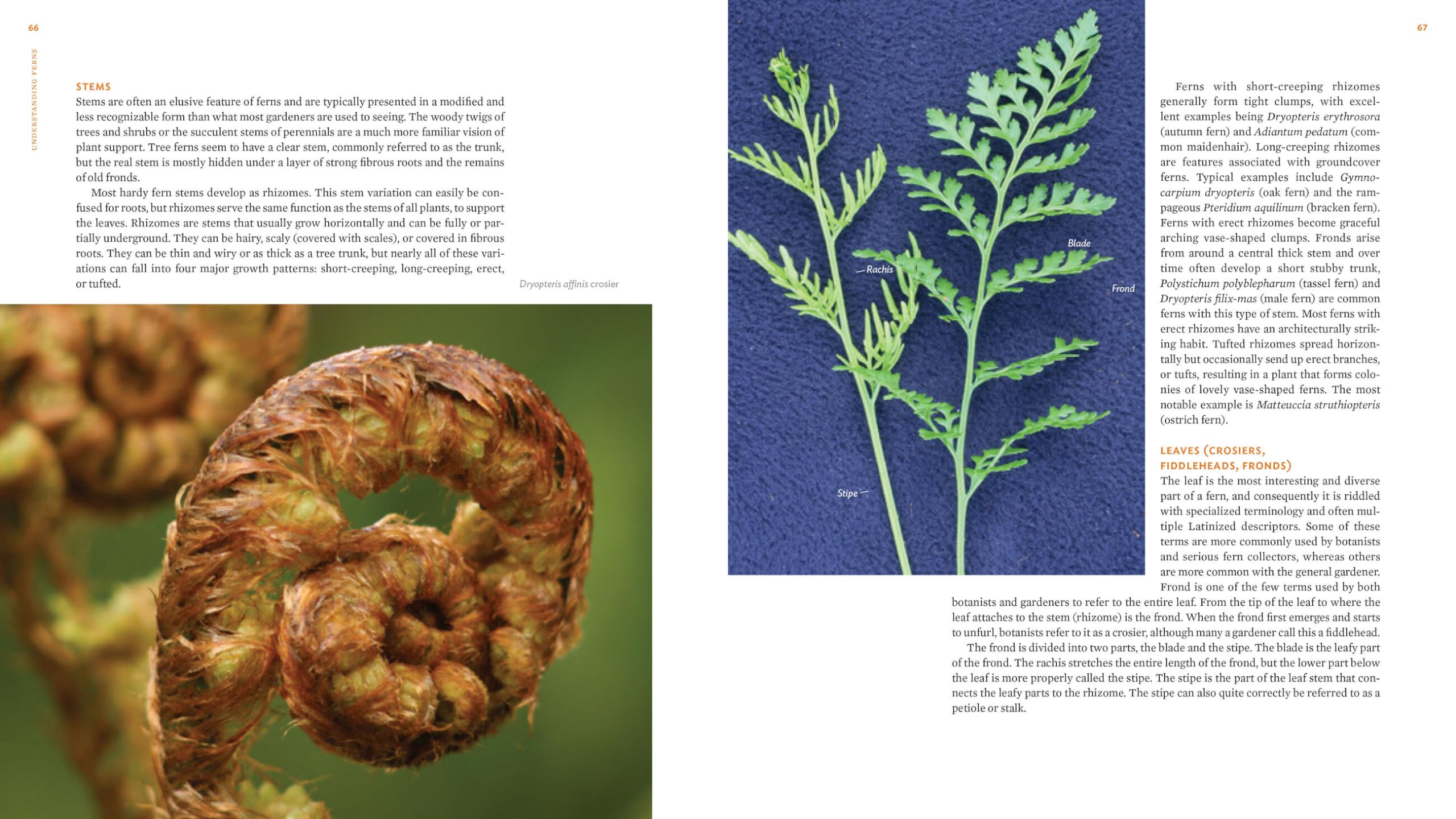 The Plant Lover's Guide to Ferns