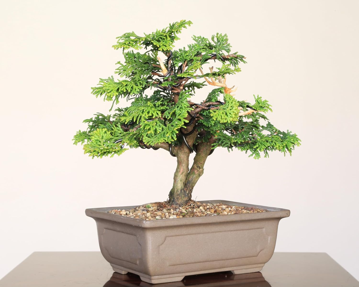 津山ヒノキ ひのき ミニ盆栽 小品盆栽