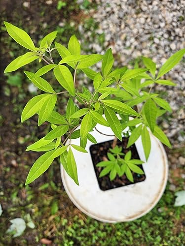 Miniatura 2 de Vitex Chaste Tree (Chasteberry Shrub) - Planta viva de 6 a 12 pulgadas de alto - Maceta de cuarto de galón - Plántula de arbusto de bayas Chastetree