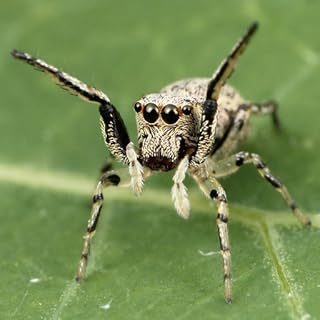 Aranha espécie Trivia Quiz