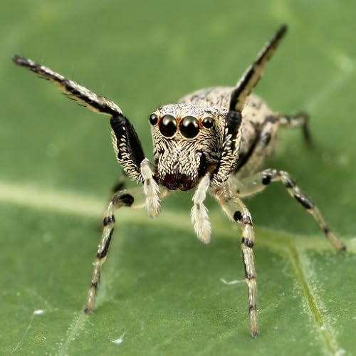 Spider Species Trivia Quiz