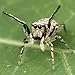 Spider Species Trivia Quiz