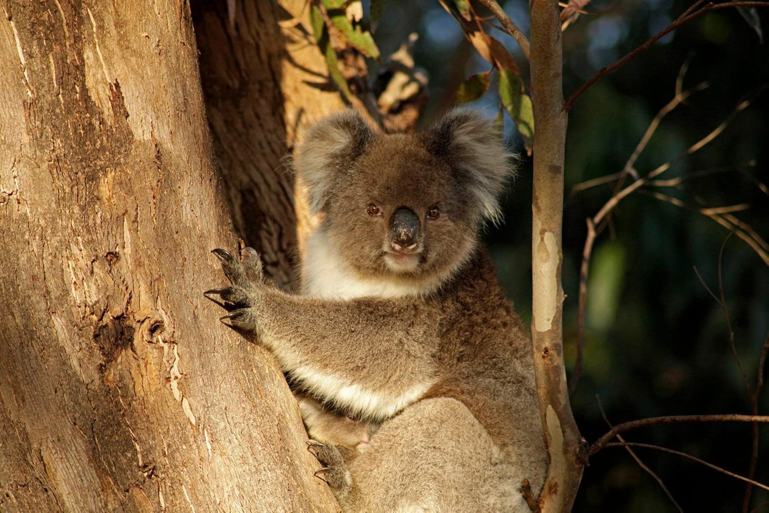 Tamron Auto Focus 70-300mm f/4.0-5.6 Di LD Macro Zoom Lens with Built In Motor for Nikon Digital SLR (Model A17NII) (Renewed)