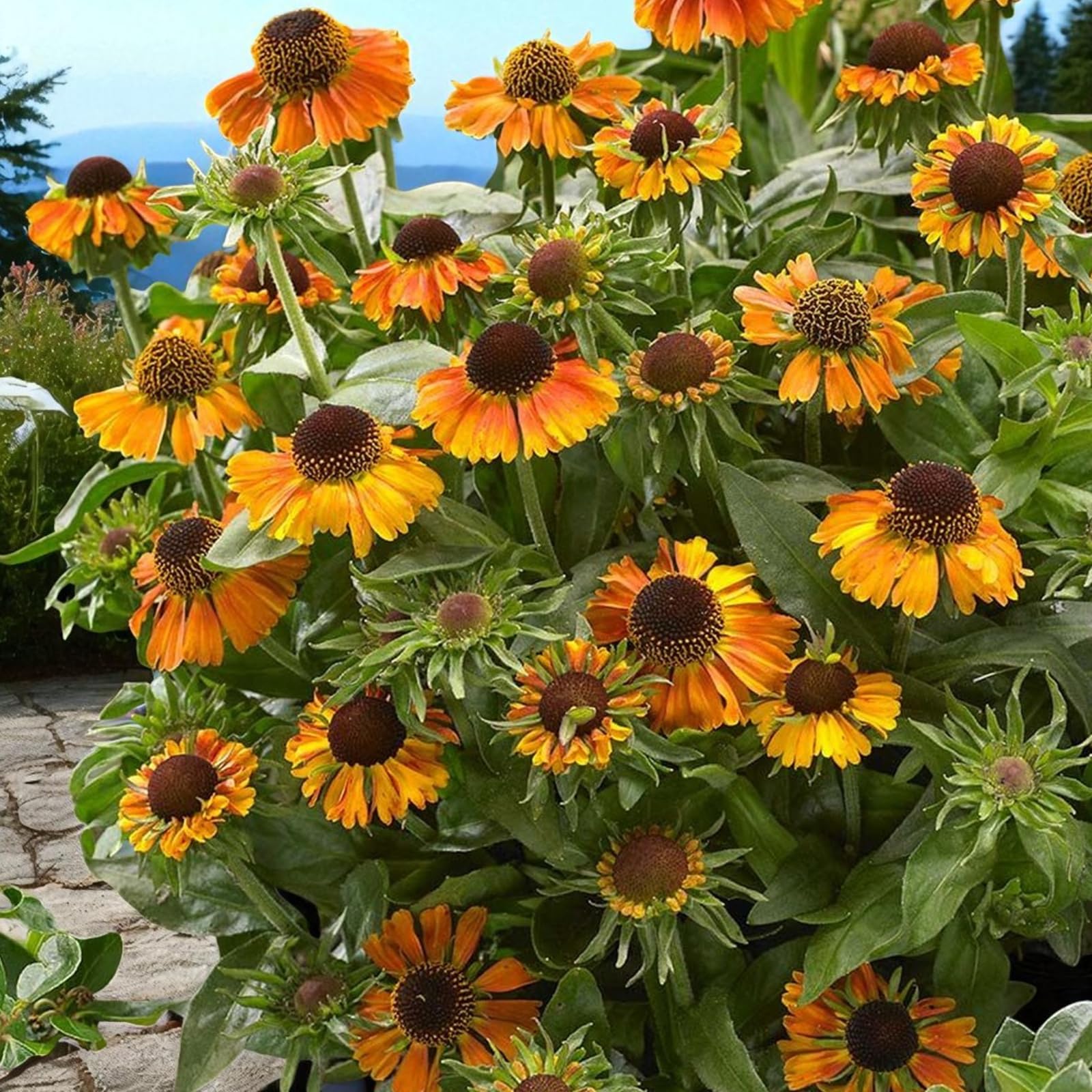 Carbeth Plants Helenium Short and Sassy Plant 1 x 9cm Pot - Sneezeweed - Compact Pollinator Friendly Perennial with Fiery Orange-Yellow Blooms - Ideal for Pots, Borders & Containers