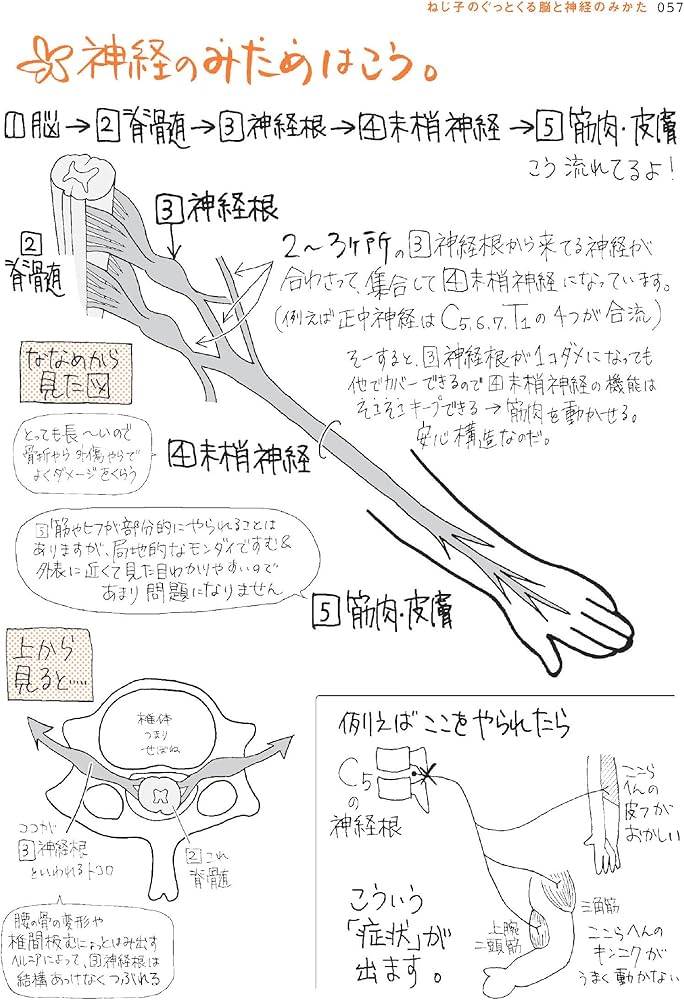 ねじ子の ぐっとくる脳と神経のみかた | 森皆 ねじ子, 森皆 ねじ子 |本