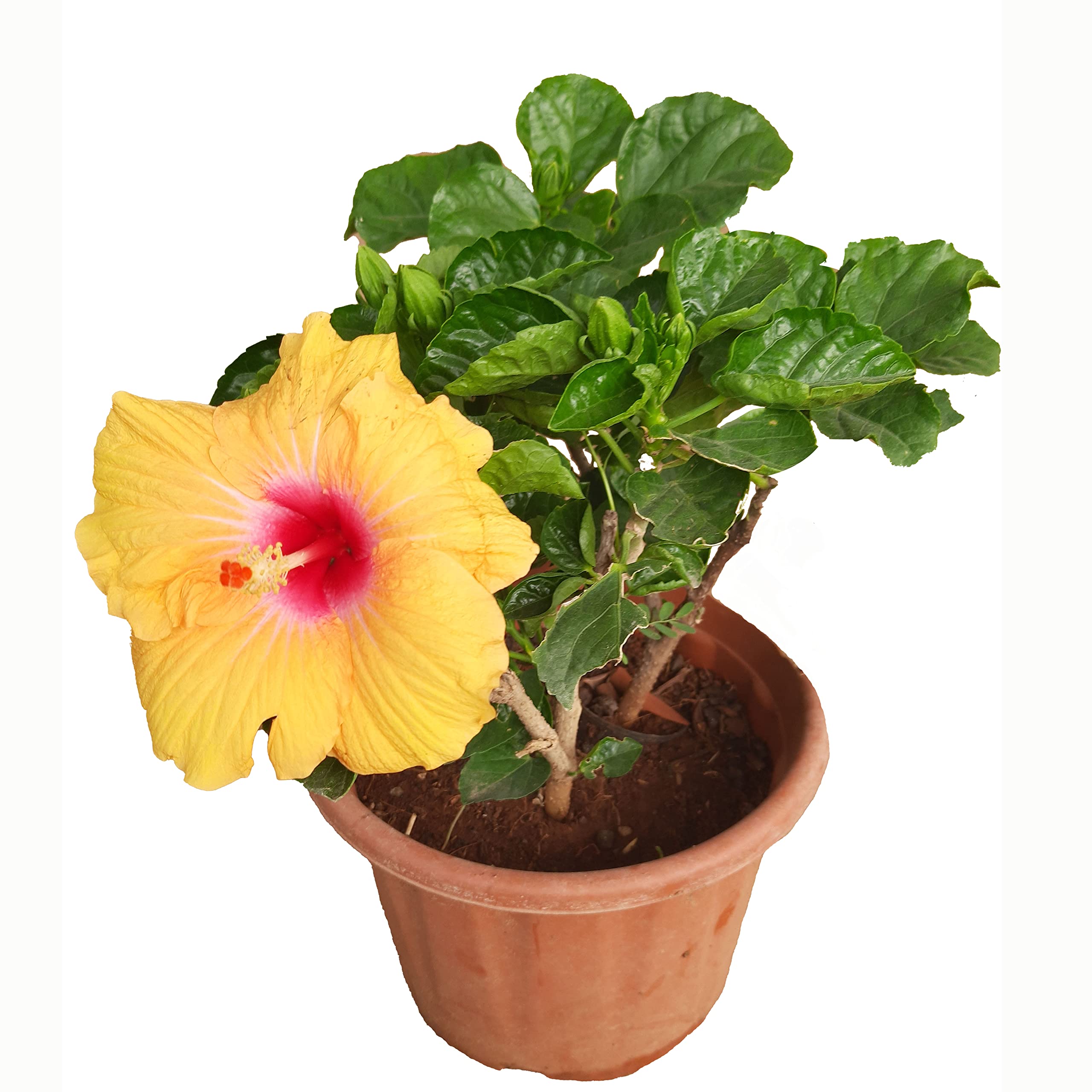 Go4plants Yellow Hibiscus Live Flower Plant with Pot (B0B2F18STT) Amazon Price History, Amazon Price Tracker