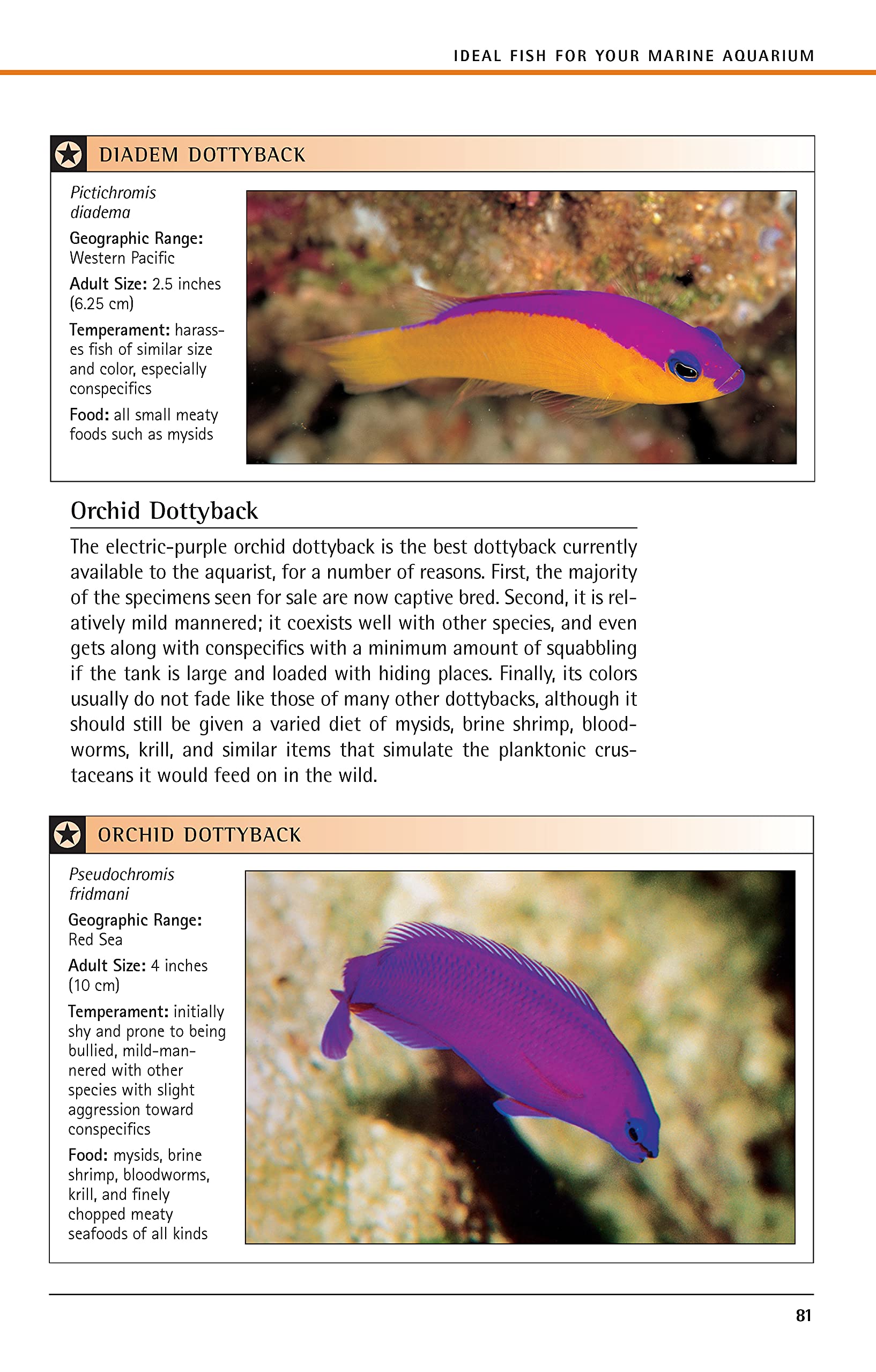 Marine Aquariums: Basic Aquarium Setup And Maintenance