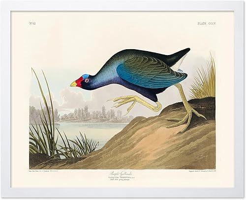 Miniatura 117 de Poster Master Póster vintage de colibríes, impresión de formas de arte retro en la naturaleza, arte de pájaros, regalo para él, ella y amante de los