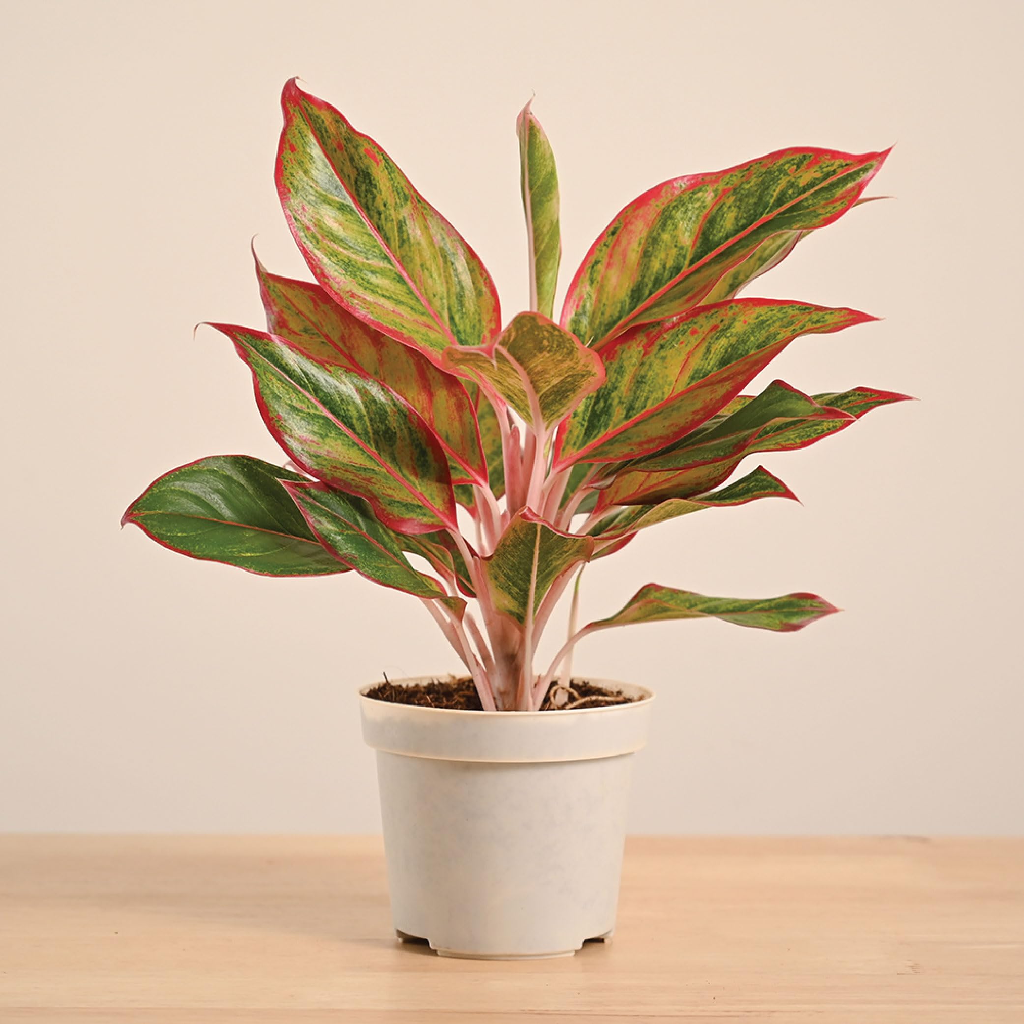 UGAOO Aglaonema Lipstick Plant with Gro Pot | Indoor Plant for Home Decor | Live Indoor Plant for Living Room, Home Garden & Office