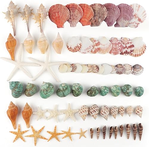 Miniatura 3 de Jangostor Conchas marinas mixtas de océano, 1.2 a 3.5 pulgadas, varios tamaños, conchas de playa y estrellas de mar naturales para rellenos de
