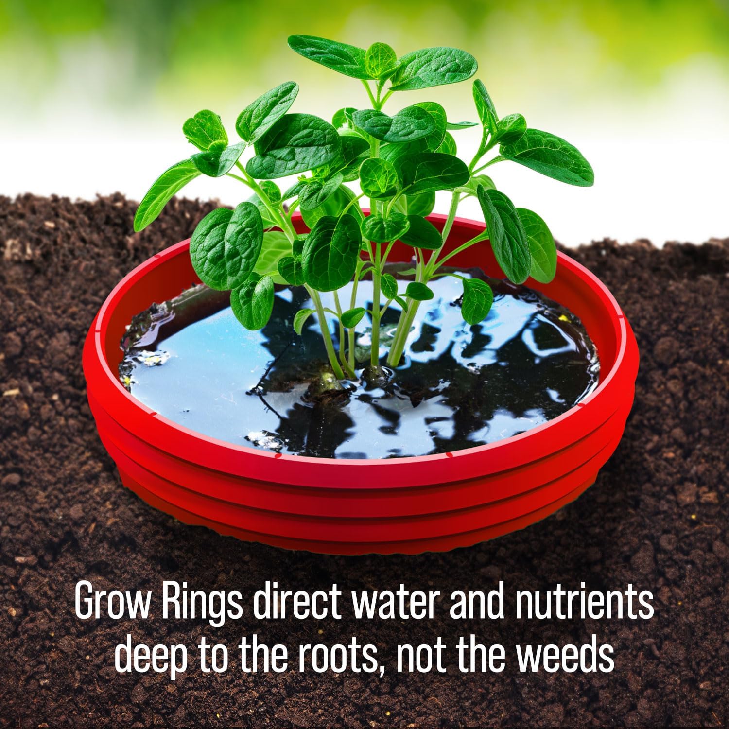 7 inch Solid Planting Grow Rings | 12 Pack Purple | One-Piece Design for Deep Root Watering Veggies, Herbs & Flowers | Mulch & Soil Barrier | Deter Slugs and Cutworms | Heavy Duty | Made in USA