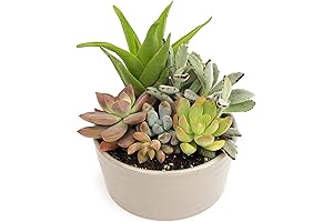Live Succulents Plants Adorned in a Decorative Pot