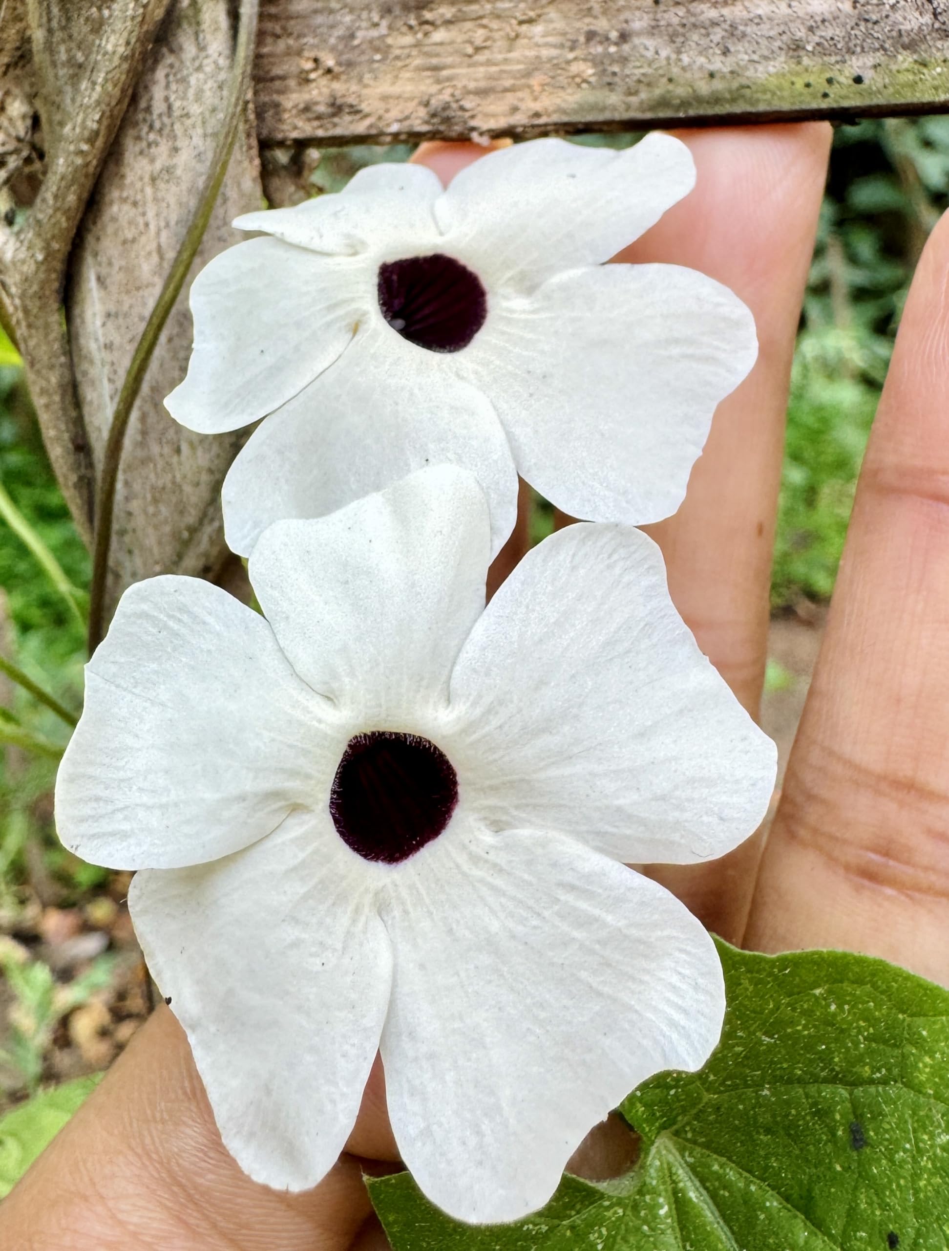 Vinca Art Suzie White Black Eye Thunbergia Seeds - Creepers & Climbers for Indoor and Outdoor Gardens (B09VQ3DHMD) Amazon Price History, Amazon Price Tracker