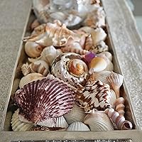 Vista 2 de Generic Conchas grandes de vieiras mixtas de playa, conchas marinas naturales del océano, decoración náutica del hogar, fiesta temática de playa
