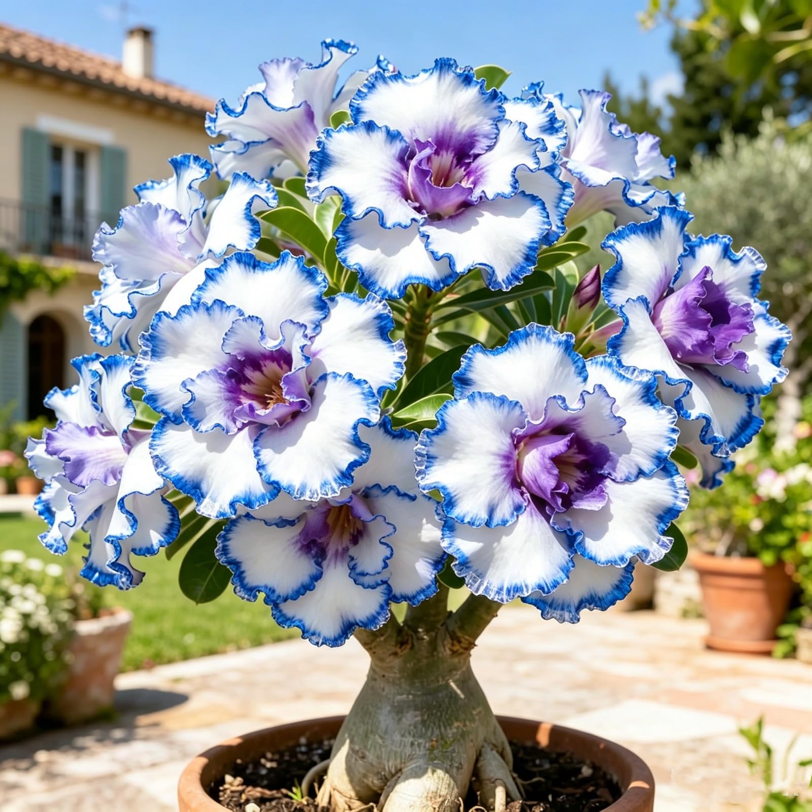 Desert Rose Bulbs — Easy to Care for — an Ideal Garden Accent —Suitable for displays-1 Bulbs-A