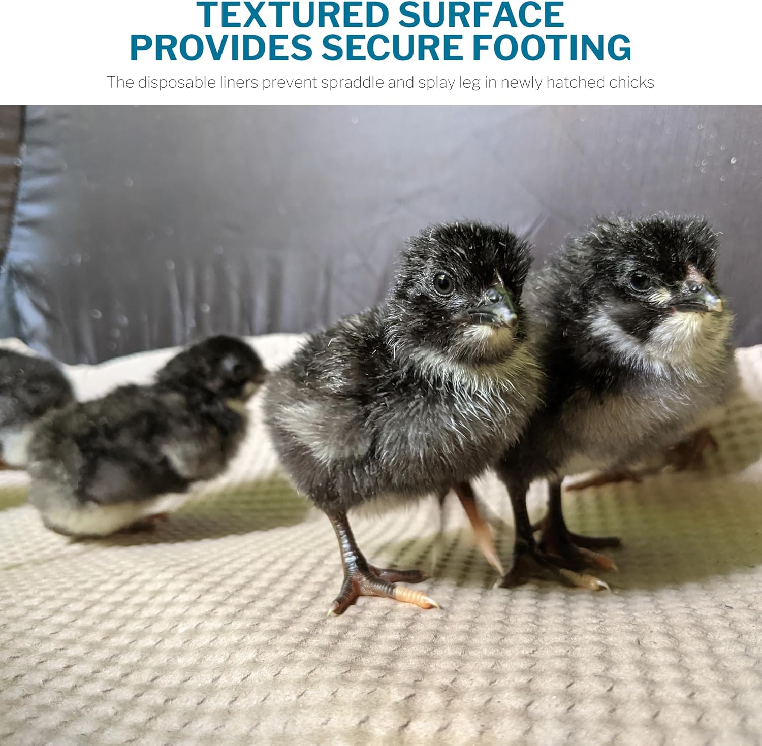 Incubator Warehouse Insta Brooder™ Enclosed Brooder Pen for Hatchlings