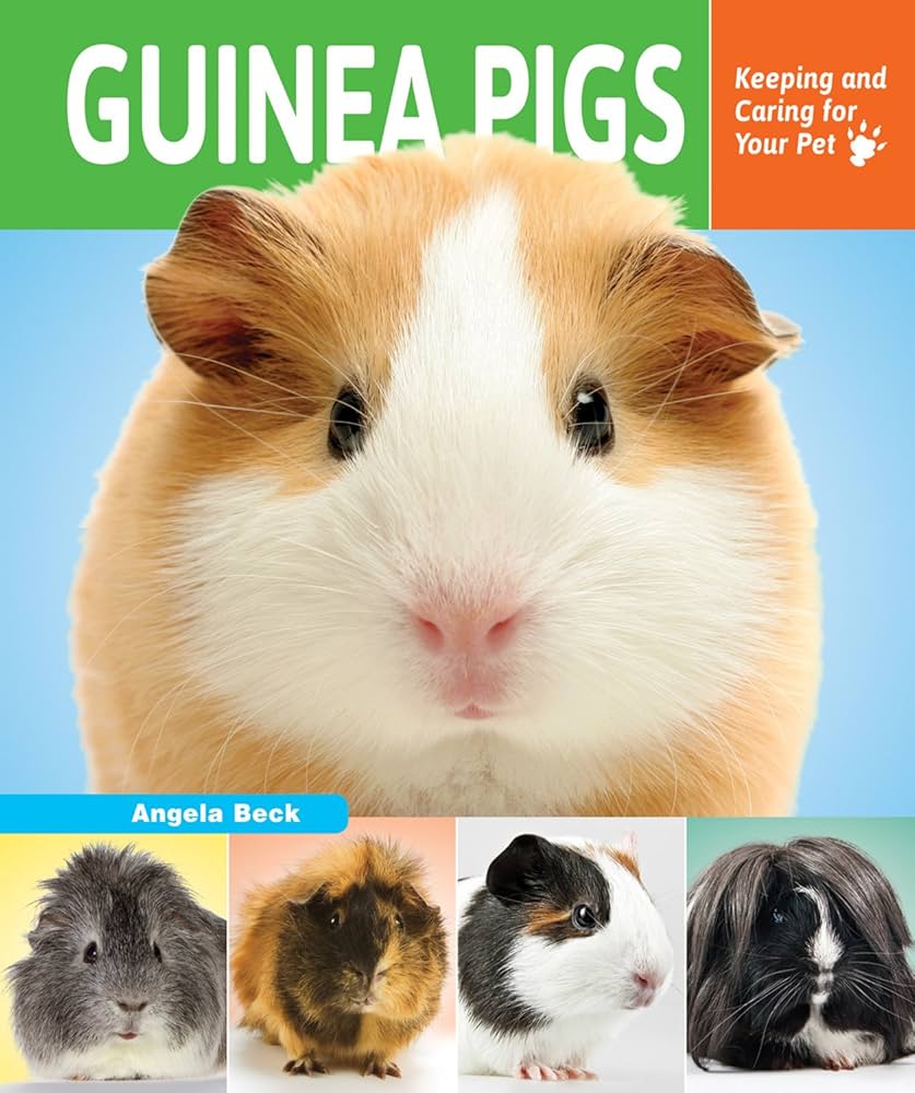 How To Take Your Guinea Pigs Outside Kavee