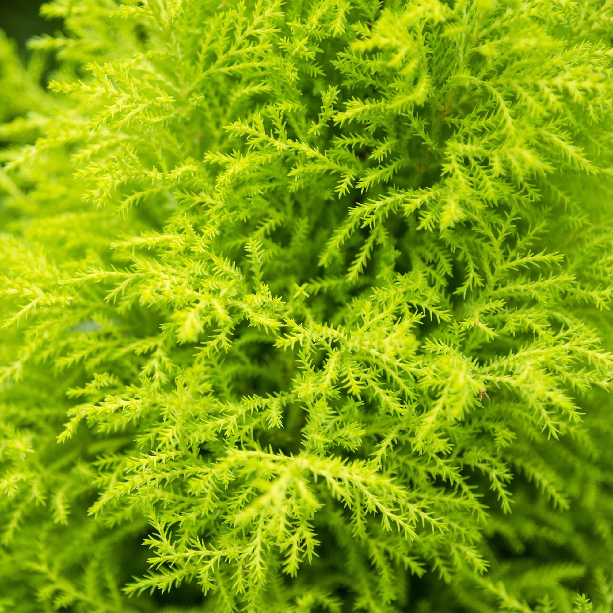 Cupressus Gold Crest Wilma – igfera pokojowa – 21 cm – wysokość 85-95 cm – łatwa w pielęgnacji, złoto-zielona roślina do salonu, biura i nowoczesnych wnętrz