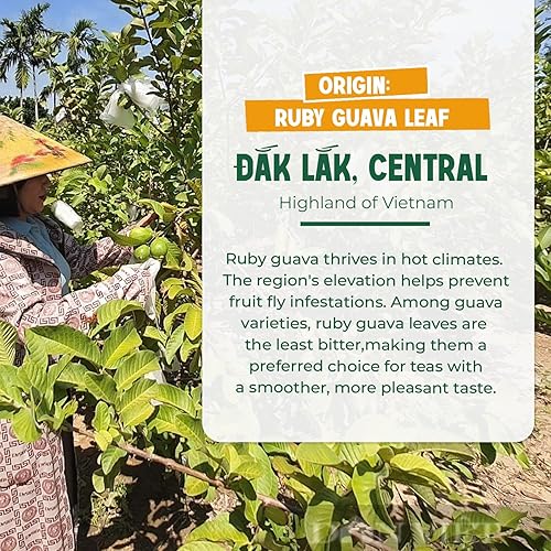 Miniatura 6 de VieTreasures Té de hoja de guayaba  2.8 onzas (40 bolsas de té)  Con arroz integral, hoja de loto y stevia  Sin cafeína, vegano, sin azúcar, sin OMG