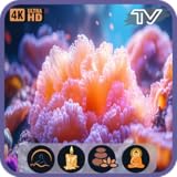 コーラル・ゼン：フォーカスTVのオーシャンスリープ瞑想と穏やかな夜の雰囲気