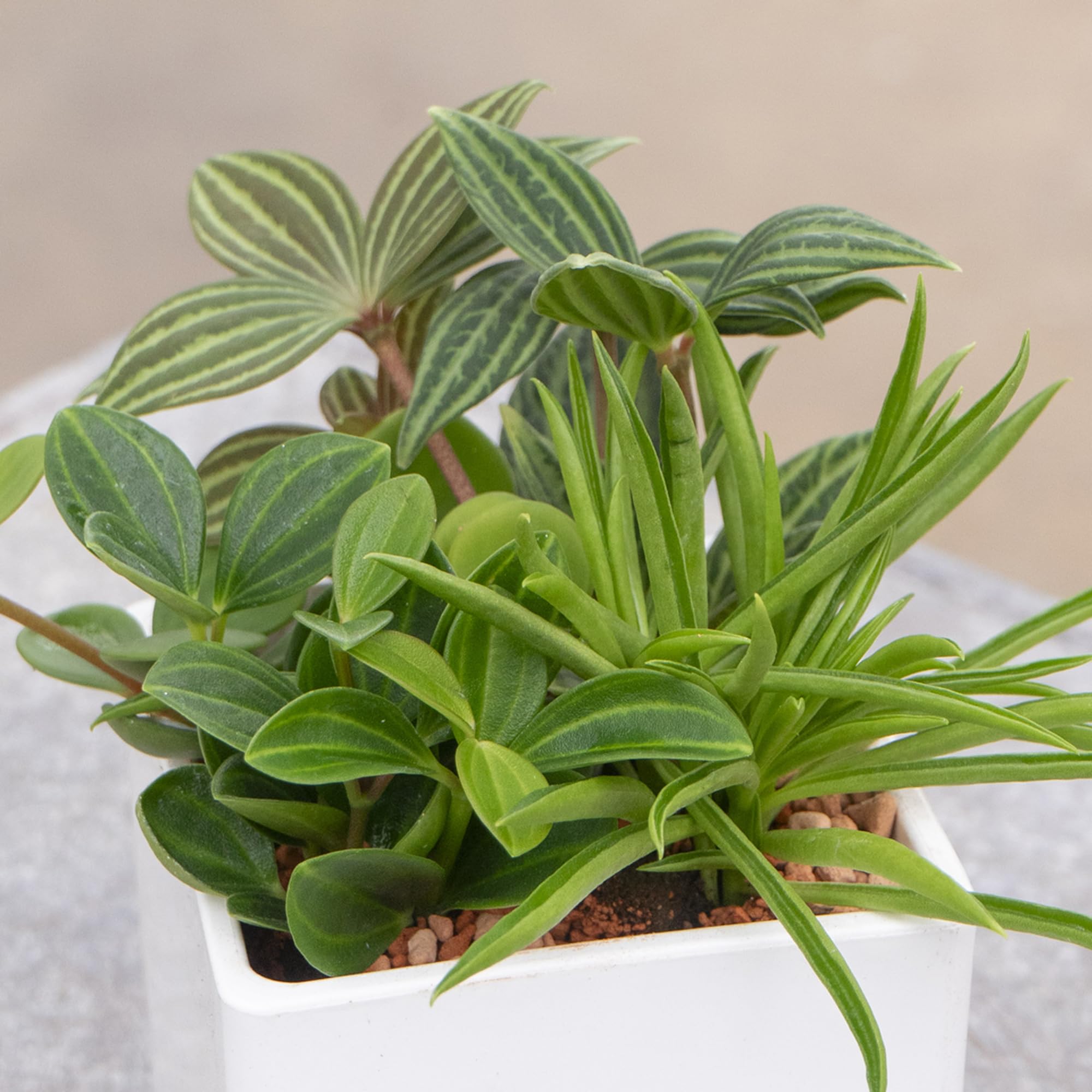 Amazon.co.jp: 観葉植物 土がいらないペペロミア3種ミックス ブラック