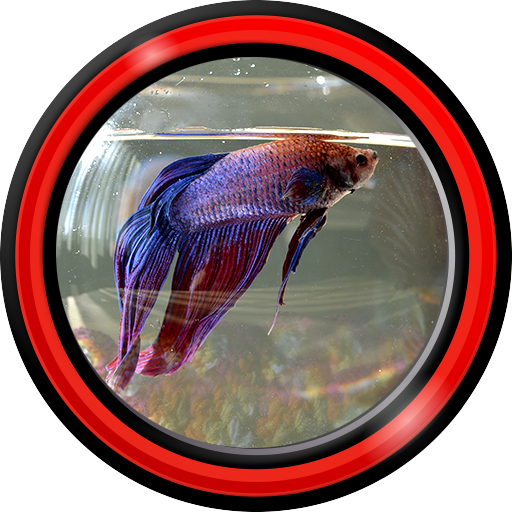 Aquarium Live Wallpapers App on Amazon Appstore