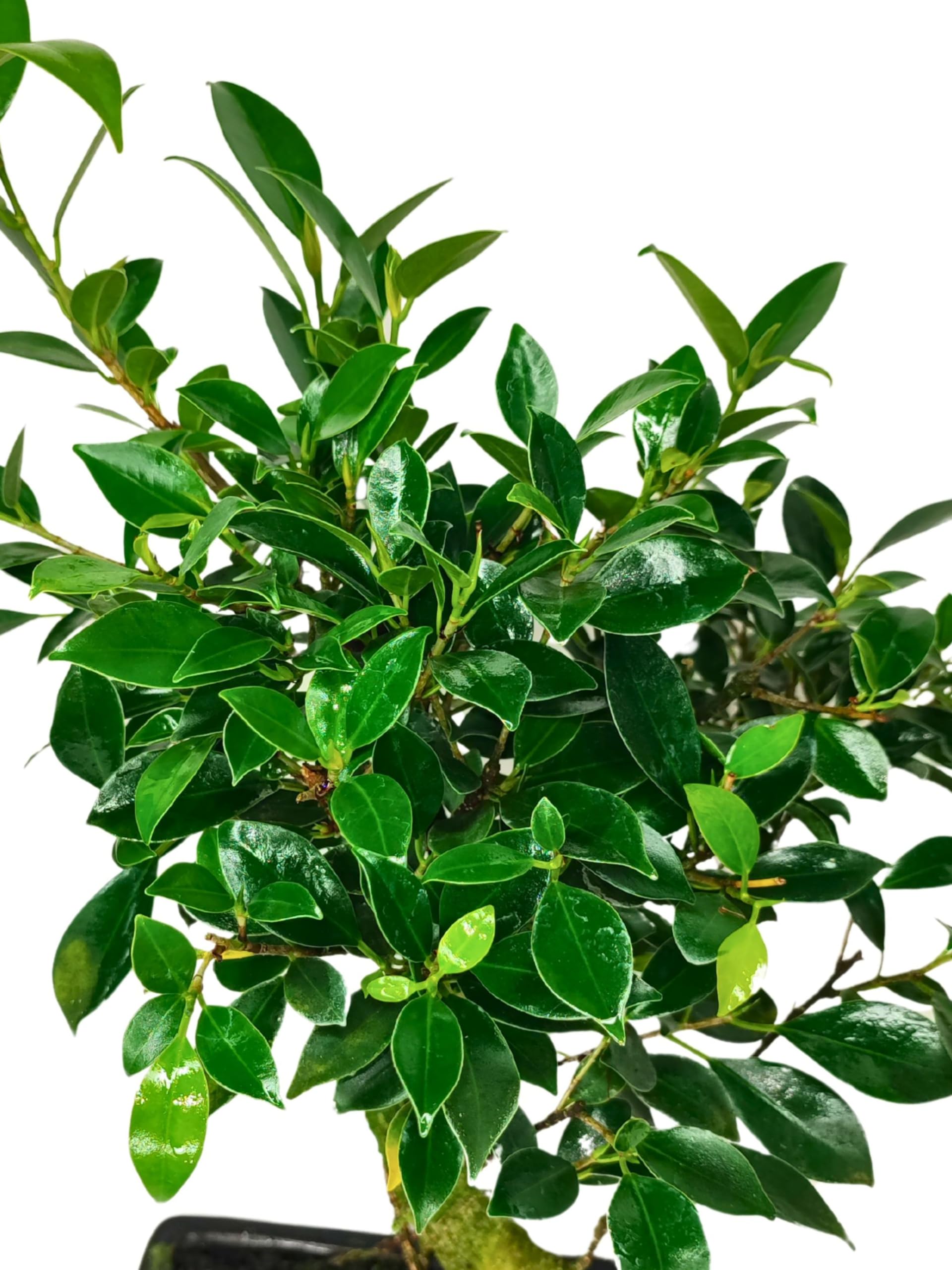 I GIARDINI DI GIULIA - Bonsai Ficus Retusa S-Shape | Tronco Scultoreo e Foglie Lucide | Resistenza e Bassa Manutenzione | Pianta Vera da Interno, Tronco Marrone Foglie Verdi, 45 cm, Biologico