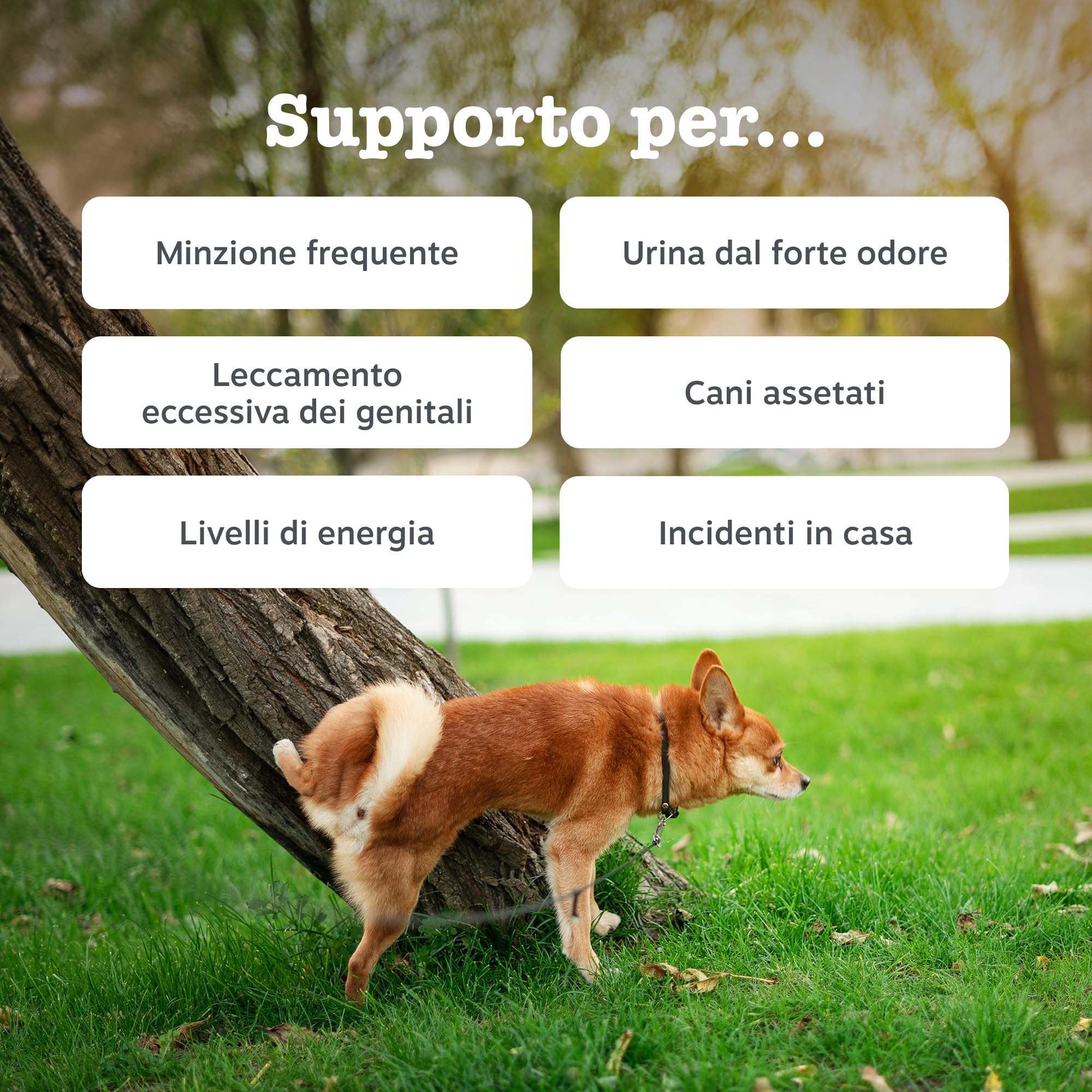 Zesty Paws Cranberry Urinary Care | Supporto delle Vie Urinarie | Integratori per Cani | D-mannosio, vitamina B6 e Exocyan | Alimento Complementare per Cani Adulti | Gusto Tacchino | 90 Pezzi