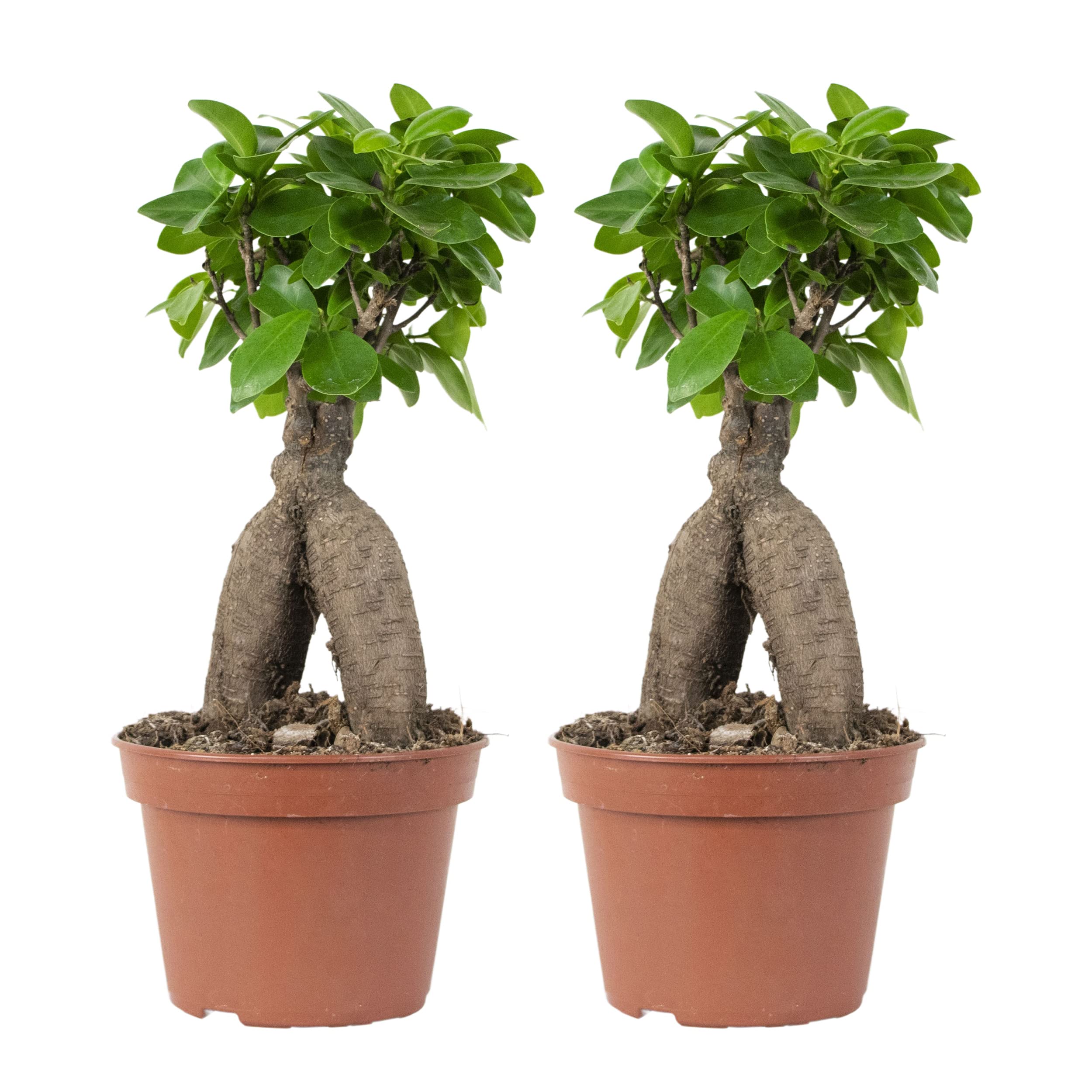 zimmerpflanzen grohandel niederlande Monstera deliciosa 'Mint'  Seltene tropische Pflanze mit mintgrnem Laub   12 cm Topfgre  Plantlovers