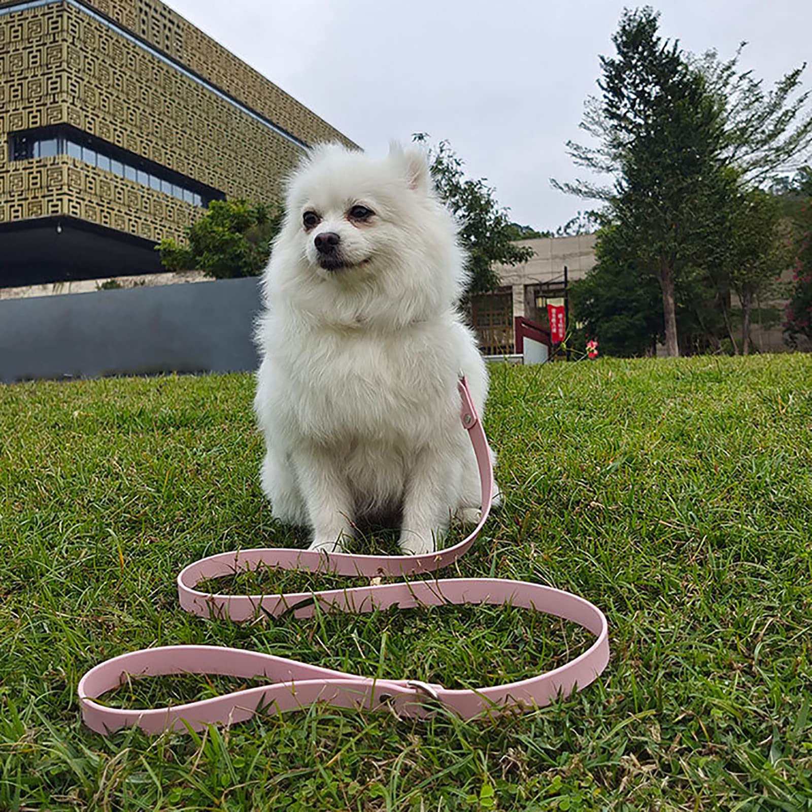 Laisse de Contrôle pour Chien pour Arrêter de Tirer sur la Laisse - Parfaite pour Les Promenades du Chiot - Facile à Utiliser Laisse Chien Laisse pour Chien
