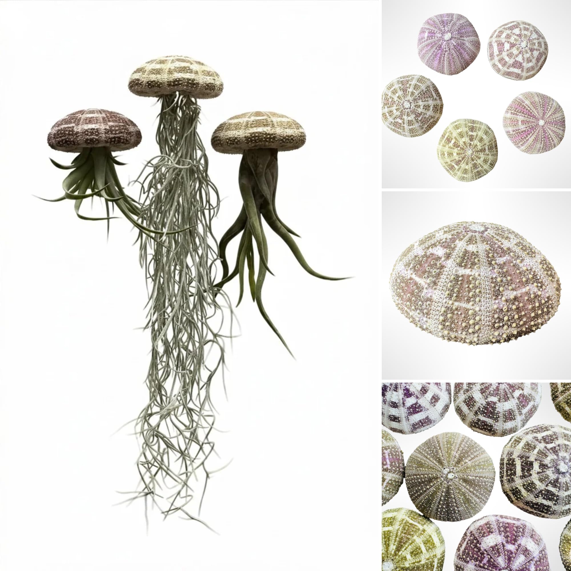 Trendyairplants - Lot de 3 Plantes Aériennes Réelles Tillandsia avec Coquilles d'Oursin Alfonso - Décoration Naturelle Intérieure - Purificateur d'Air - Facile d'Entretien - Cadeau Original