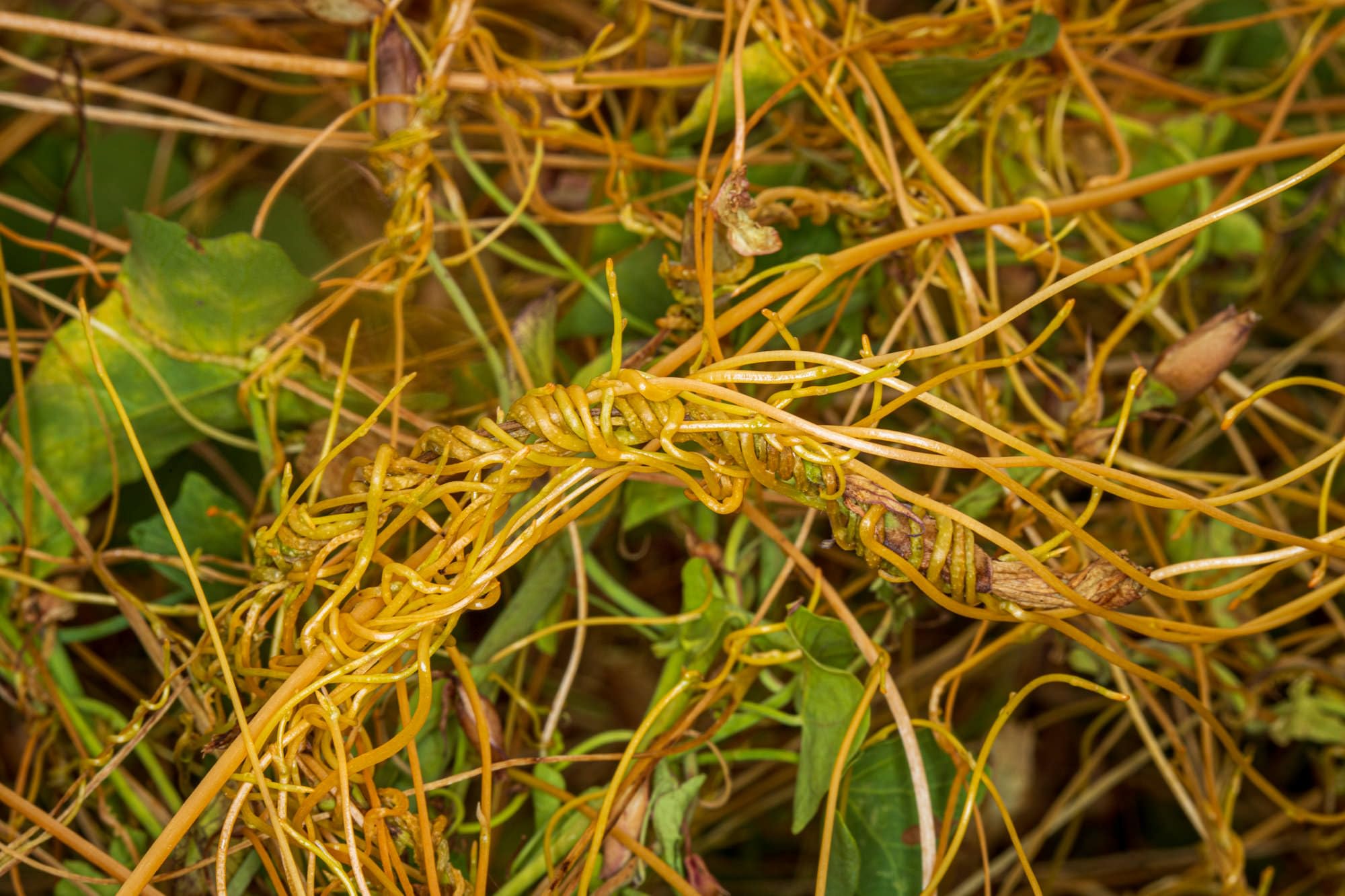 See full amazon price history chart for Amarbel/akashbel Plant || Herbal plant || 20 gram Amarbel/akashbel Plant || Herbal plant || 20 gram (B0D3J1NZKT) Amazon Price History, Amazon Price Tracker
