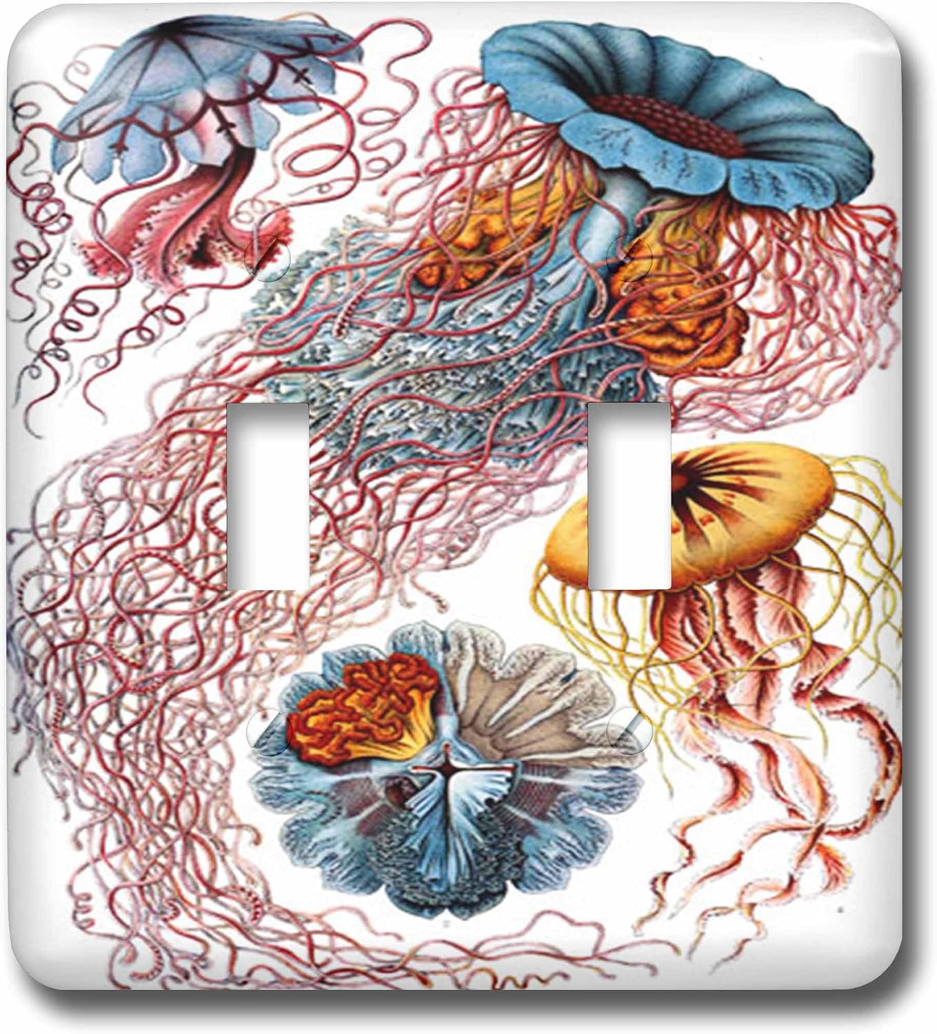 3dRose lsp_80560_2 1904 German Biologist Vintage Drawings of Jellyfish Double Toggle Switch