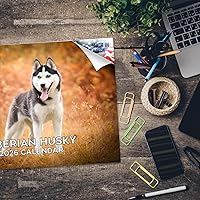 Vista 468 de Razas de Perros 2017