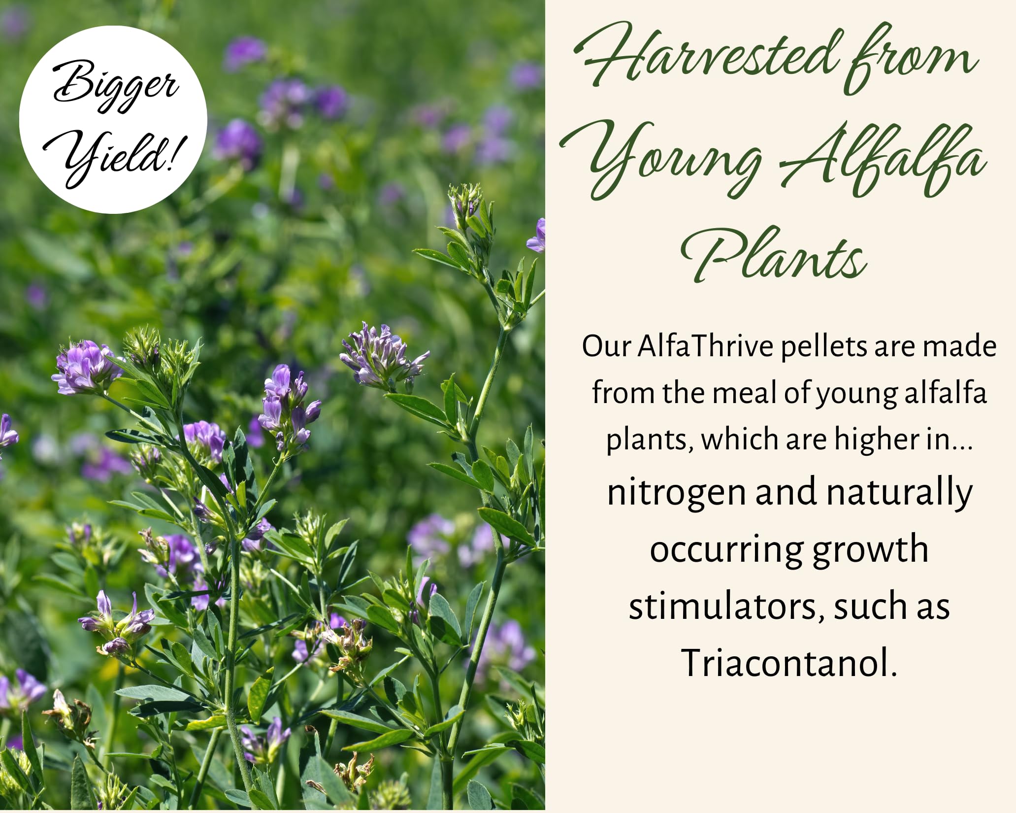 Alfalfa Meal Pellets, AlfaThrive Plant Multivitamin and Fertilizer, and Animal Feed. 4.0 lbs, 2.5-0.5-2.5 NPK - Image 2