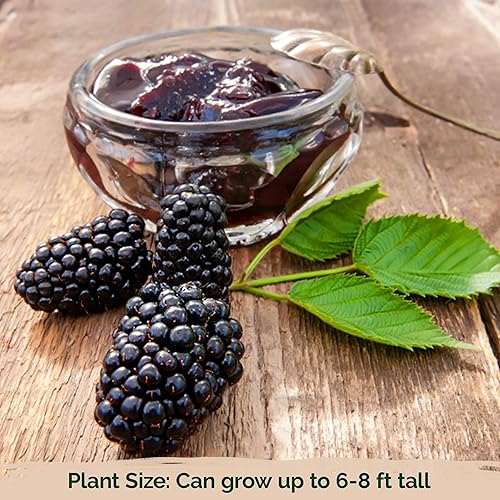 Miniatura 5 de KVITER 300 semillas gigantes de mora sin espinas (Rubus Fruticosus)  Semilla de arbusto de mora de triple corona, bayas de frutas orgánicas enormes