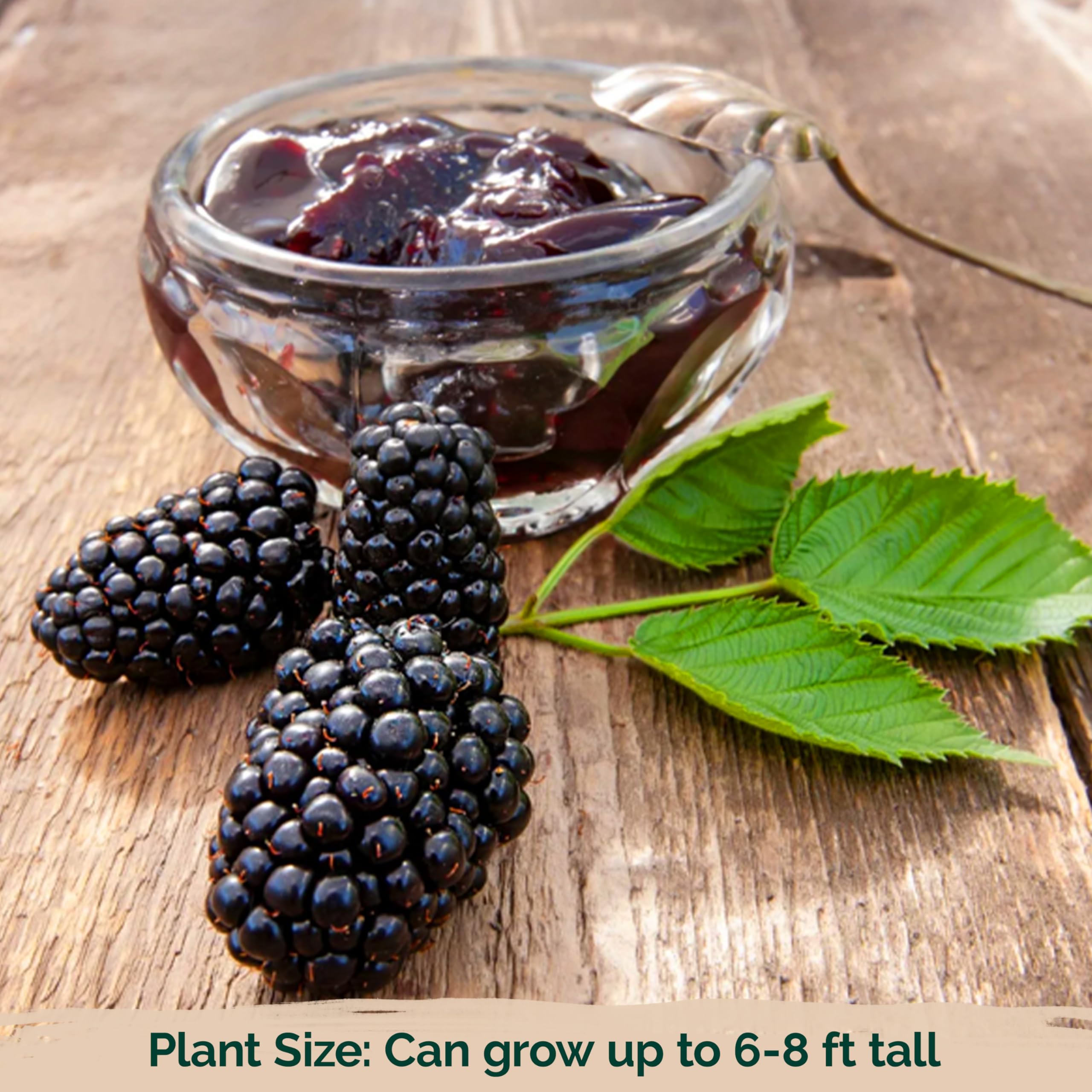 Amazon.com : KVITER 600 Giant Thornless BlackBerry Seeds (Rubus