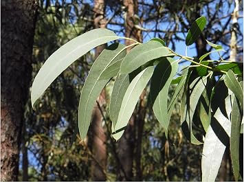 Seeds Lemon-Scented Gum Aromatic White Flower Clusters Grow as a, Bonsai or Houseplant Standard Gardening -Eucalyptus citriodora 40