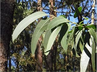 Seeds Lemon-Scented Gum Aromatic White Flower Clusters Grow as a, Bonsai or Houseplant Standard Gardening -Eucalyptus citriodora (20)