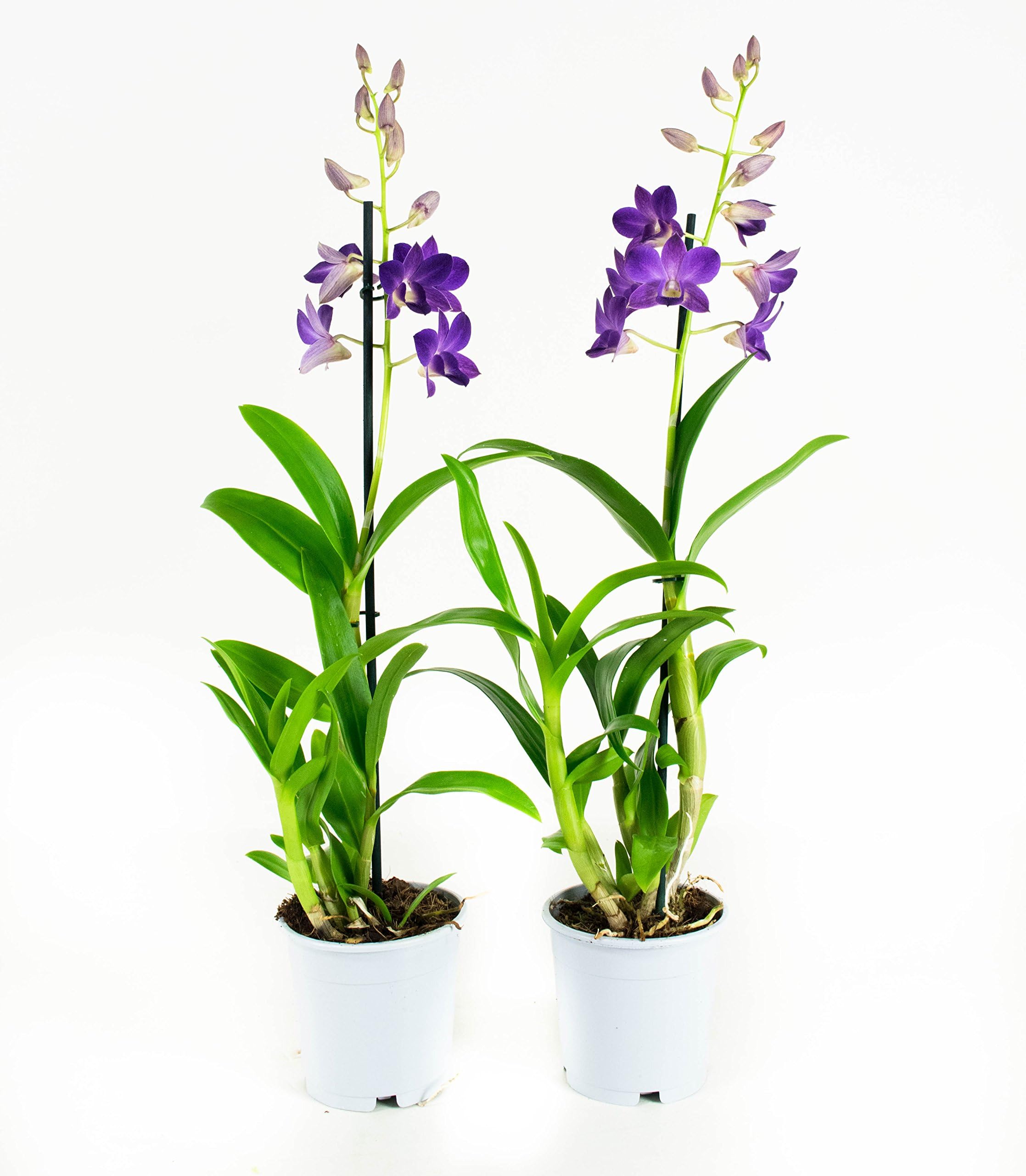 Purple Orchid Flower x2 | Dendrobium | Indoor Plant | Height 55 cm | Pot 11 cm | Easy Maintenance