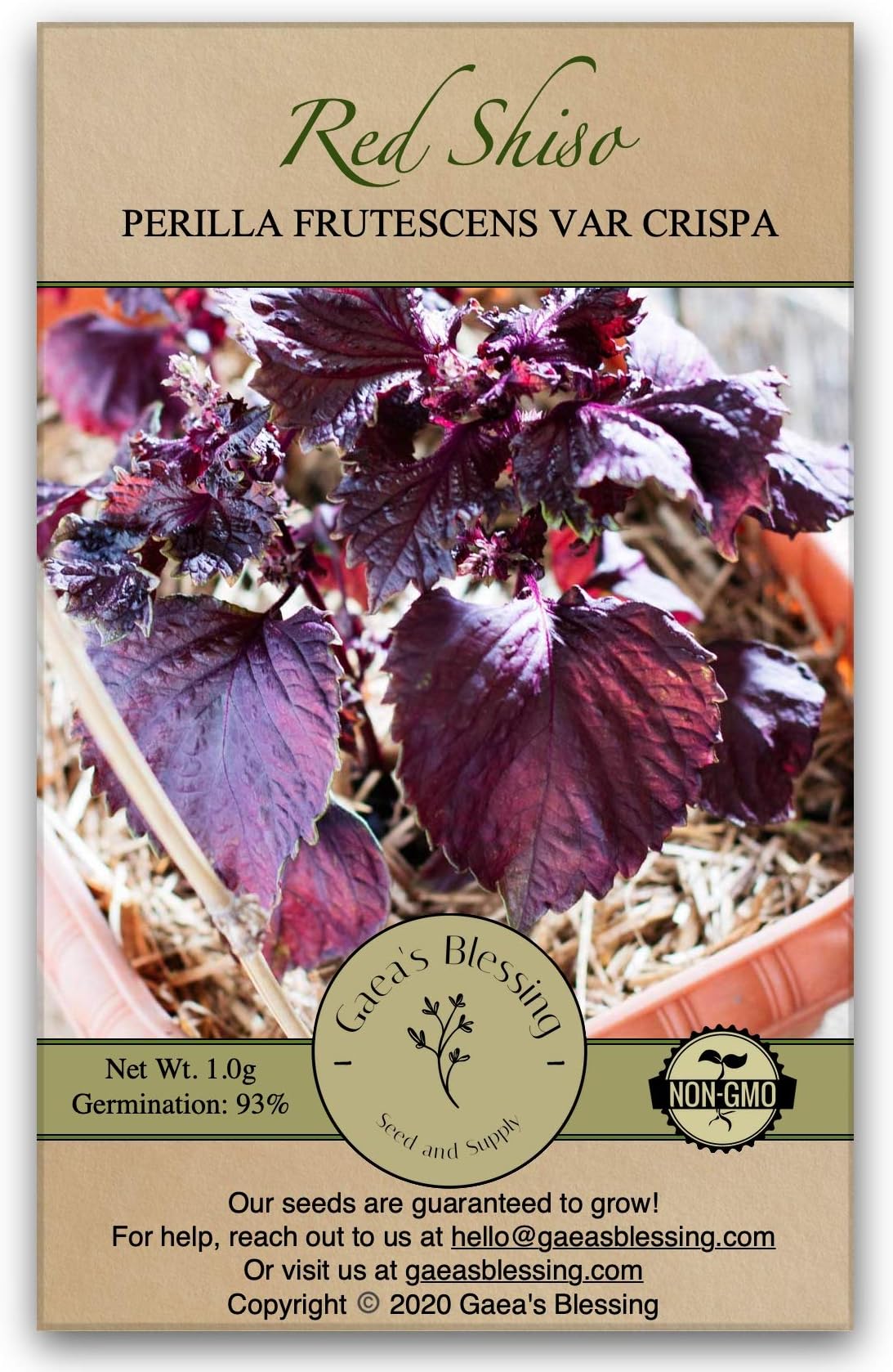 Gaea's Blessing Seeds - Red Shiso Seeds - Non-GMO Seeds with Easy to Follow Planting Instructions - Open Pollinated Aka Shiso Perilla 93% Germination Rate