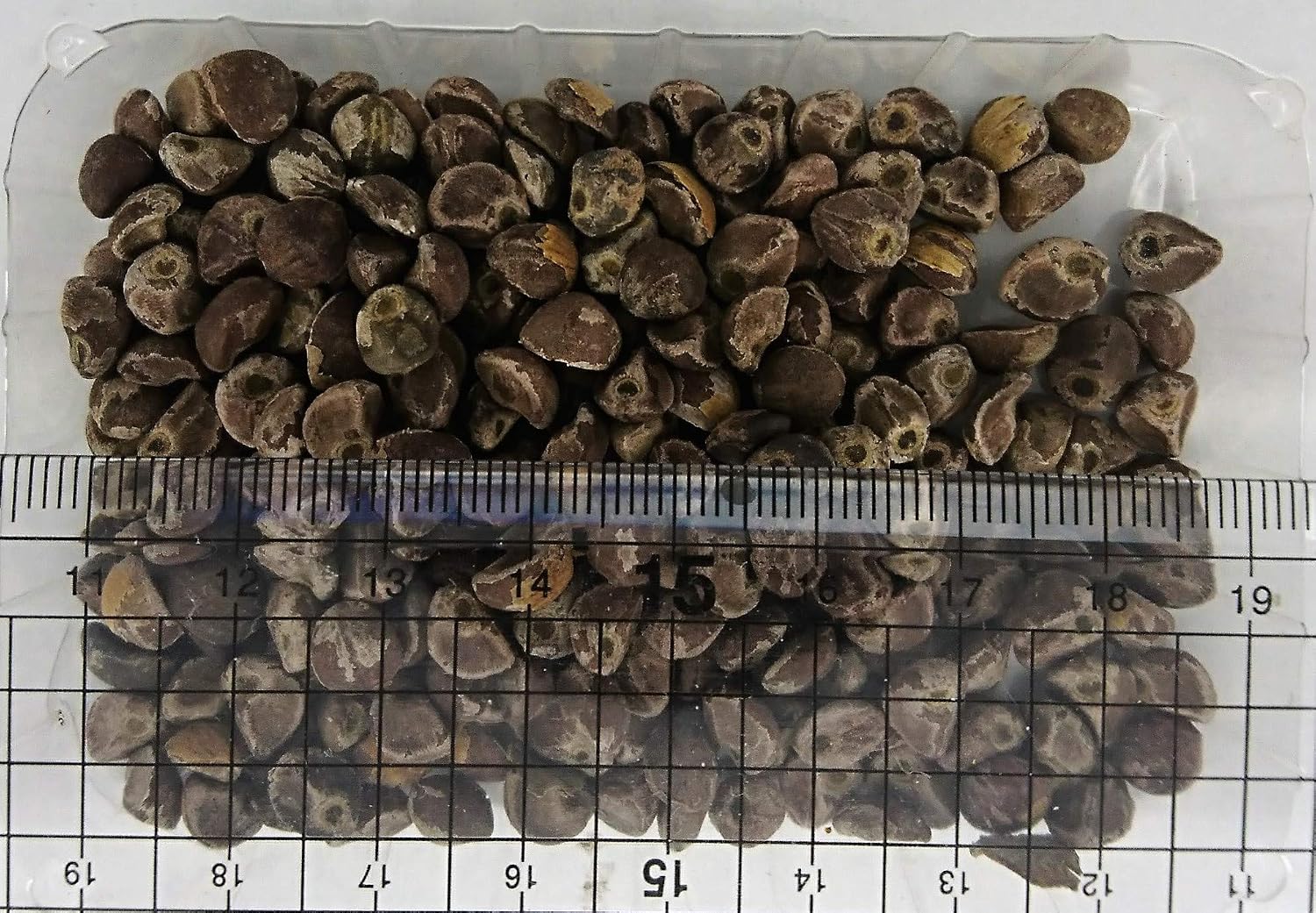 無農薬・無消毒】ハワイアンベイビーウッドローズ(オオバ 無農薬・無消毒】ハワイアンベイビーウッドローズ(オオバ