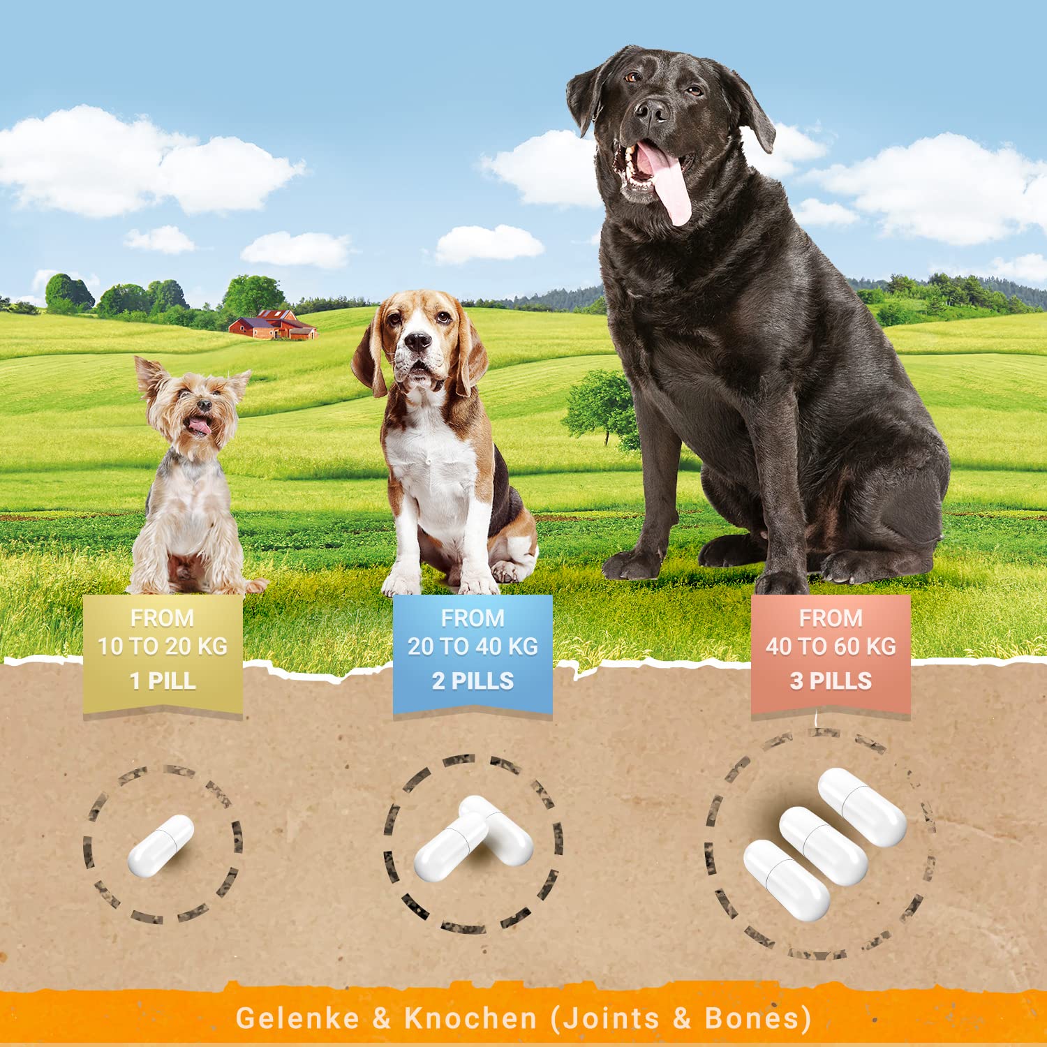 Bellfor suplemento Articular para Perros con glucosamina, condroitina, colágeno y Ovopet, complemento Natural para articulaciones y Huesos sanos, 80 cápsulas